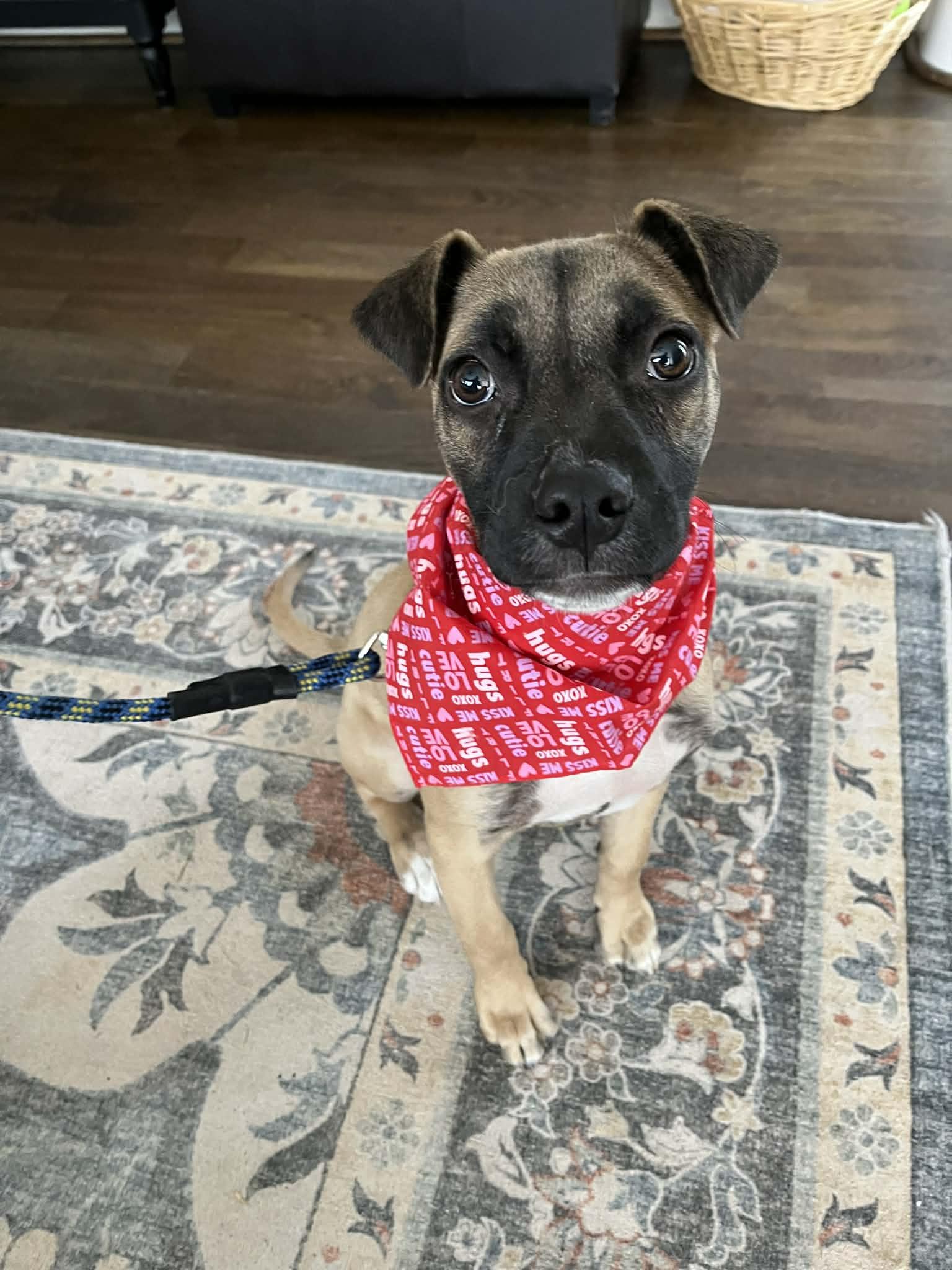 Dana, a ADOPTABLE mixed breed in Cumming, GA image 4/5