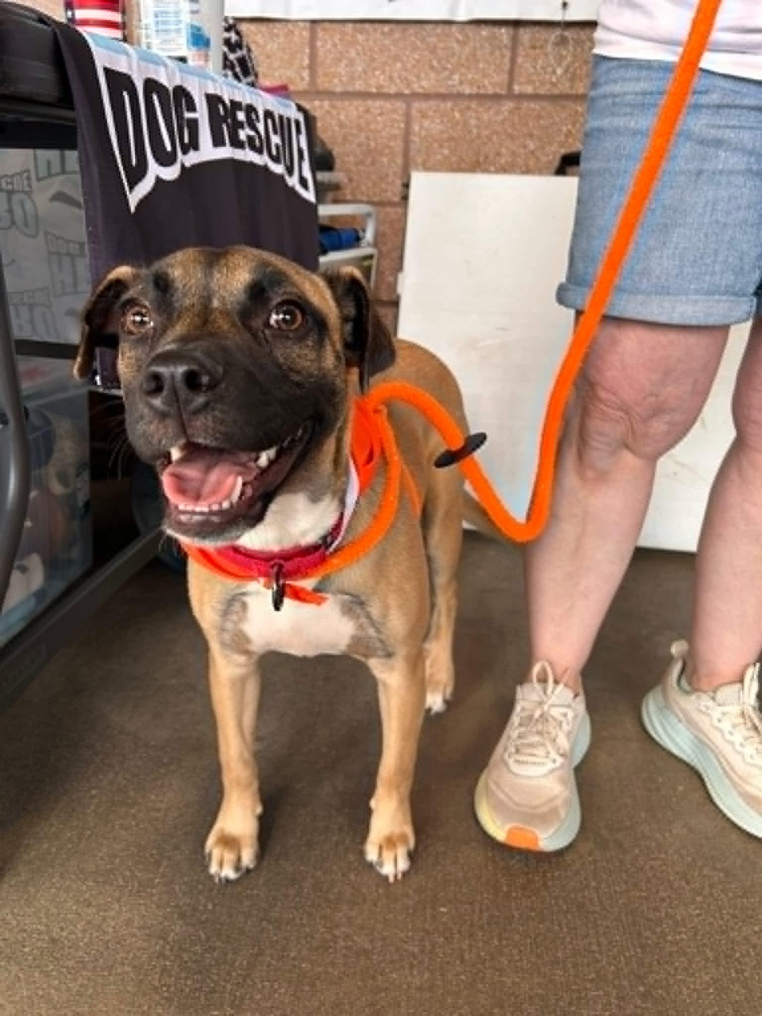 Enlarge Dana, a ADOPTABLE mixed breed in Cumming, GA image 3/6