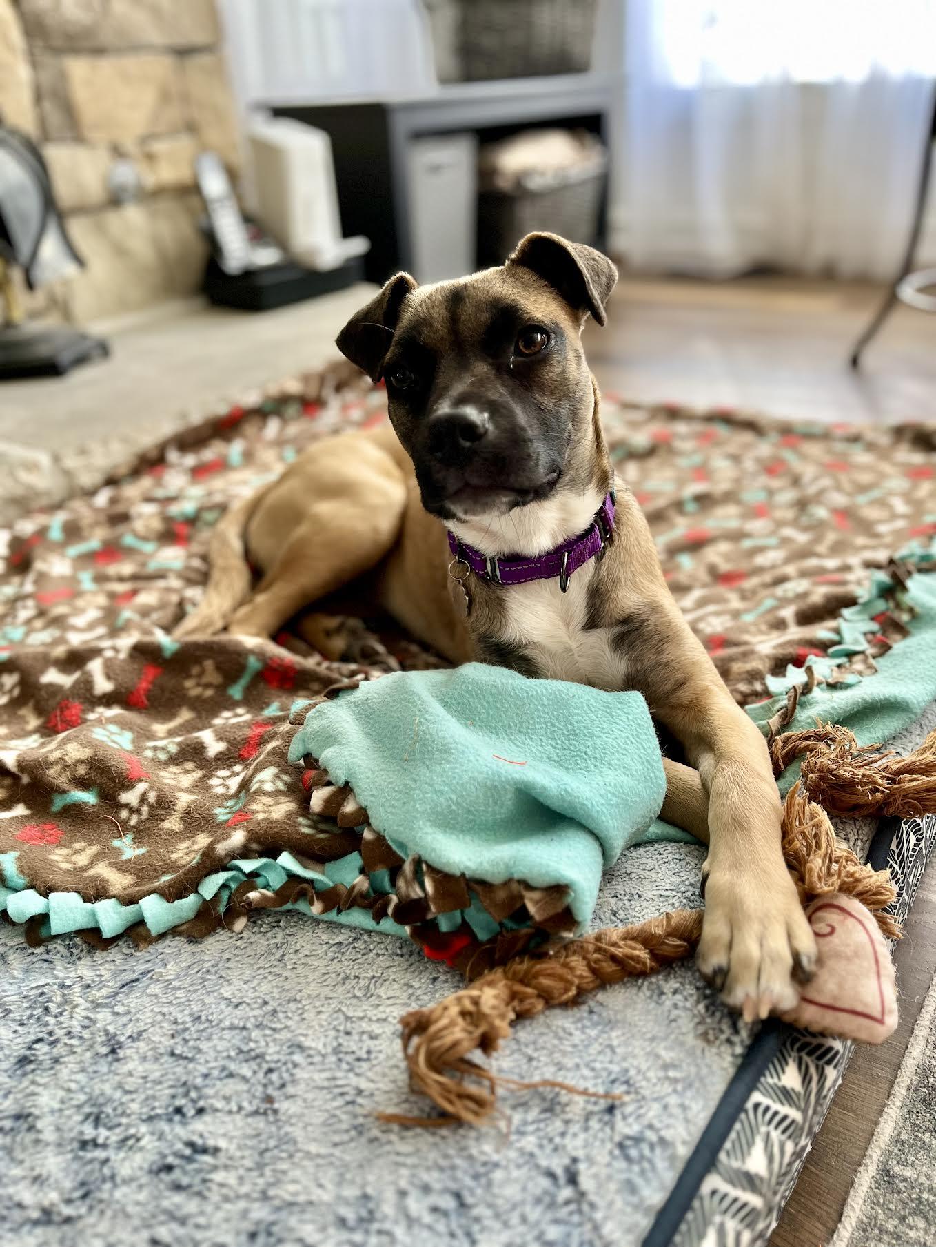 Enlarge Dana, a ADOPTABLE mixed breed in Cumming, GA image 4/6