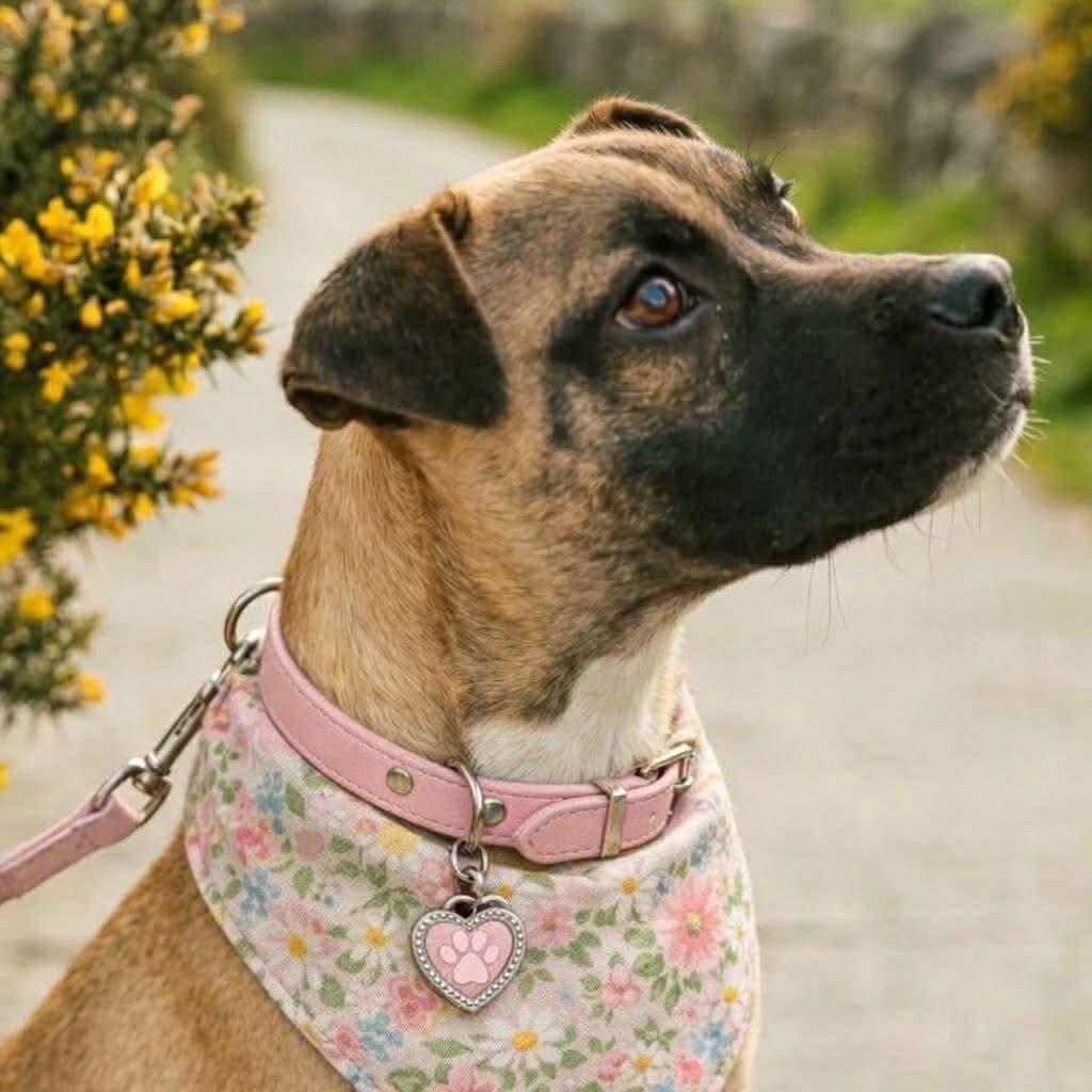 Enlarge Dana, a ADOPTABLE mixed breed in Cumming, GA image 3/4