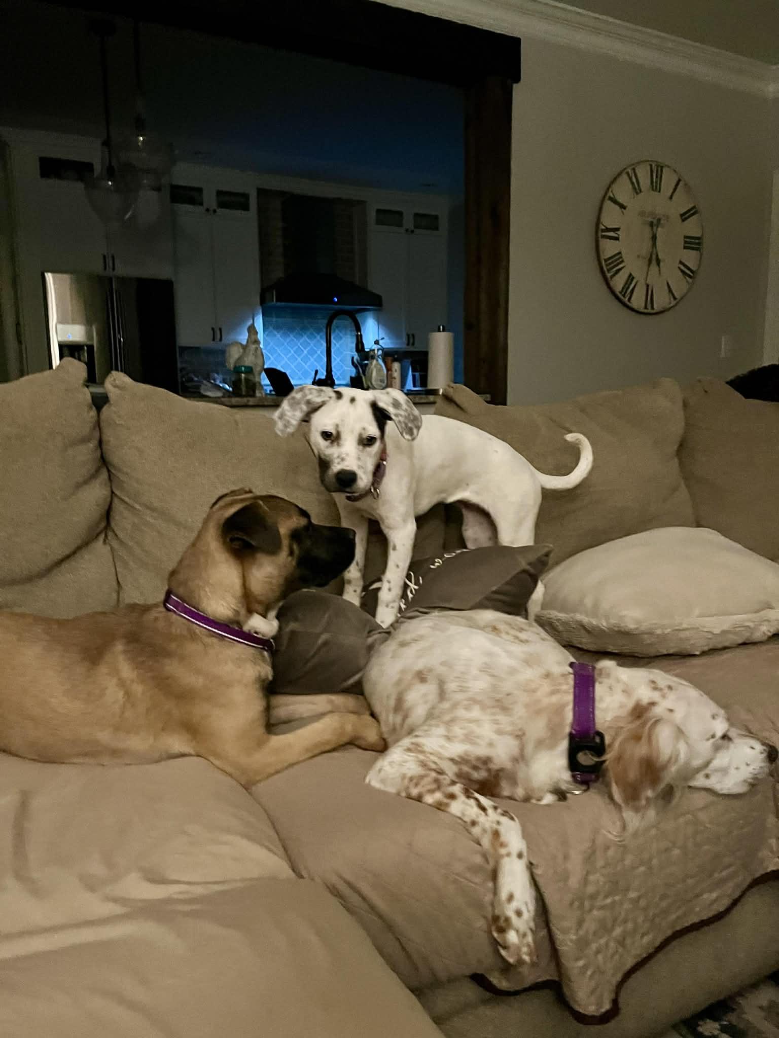 Enlarge Dana, a ADOPTABLE mixed breed in Cumming, GA image 4/4