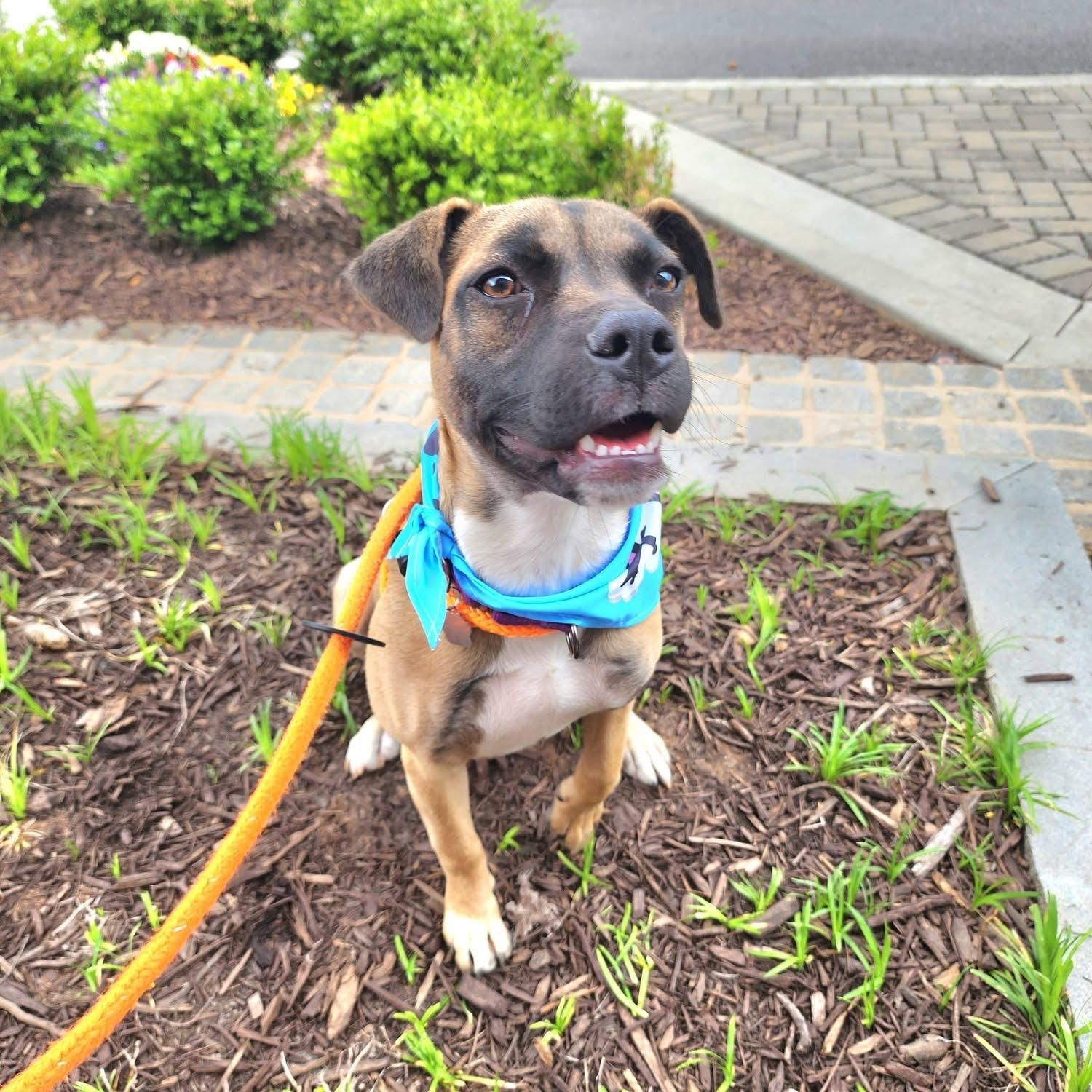 Enlarge Dana, a ADOPTABLE mixed breed in Cumming, GA image 5/6