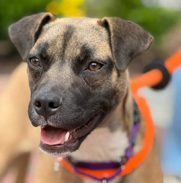 Dana, ADOPTABLE, Puppy Female Shepherd & Black Mouth Cur.