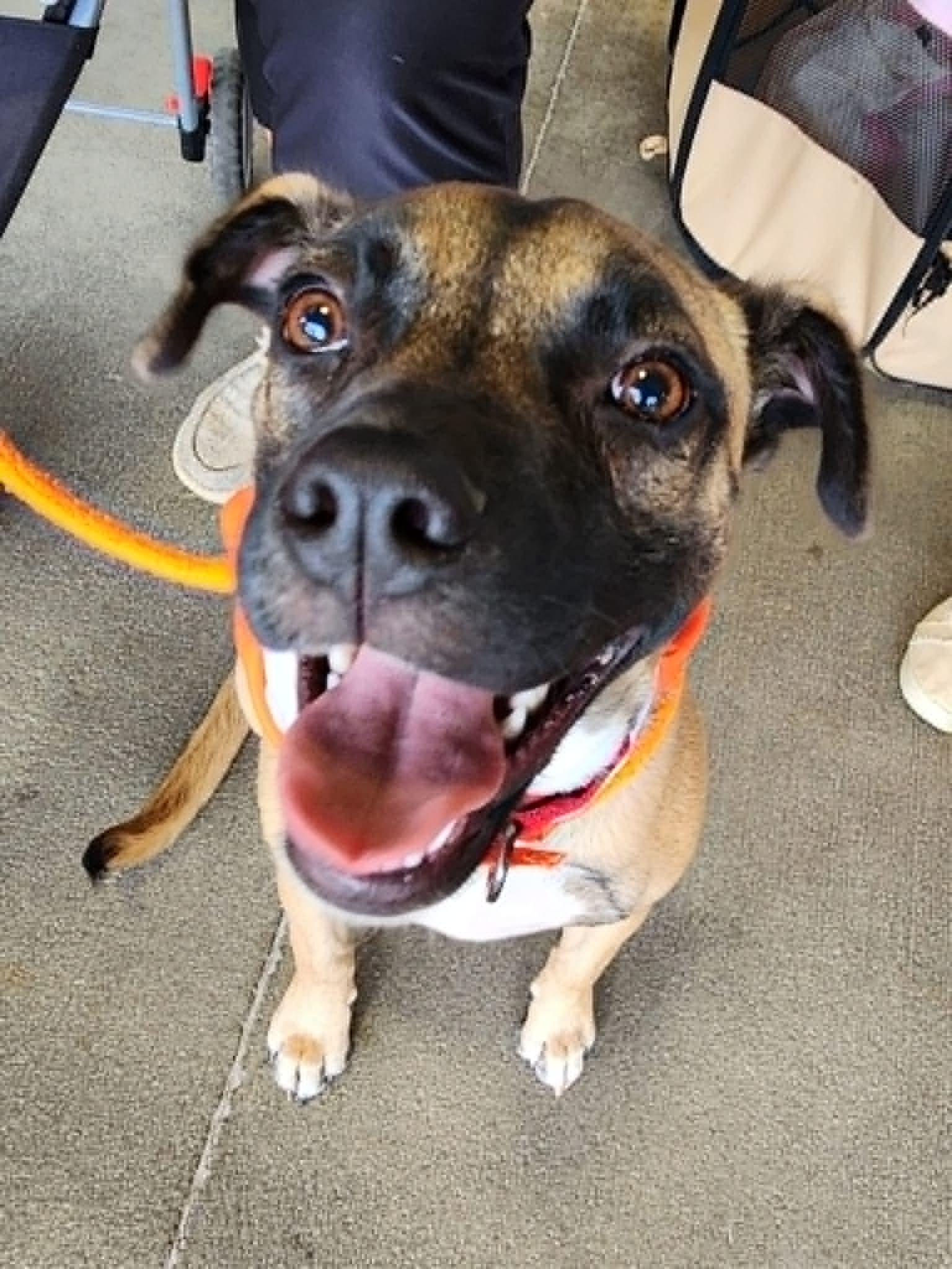 Enlarge Dana, a ADOPTABLE mixed breed in Cumming, GA image 1/6