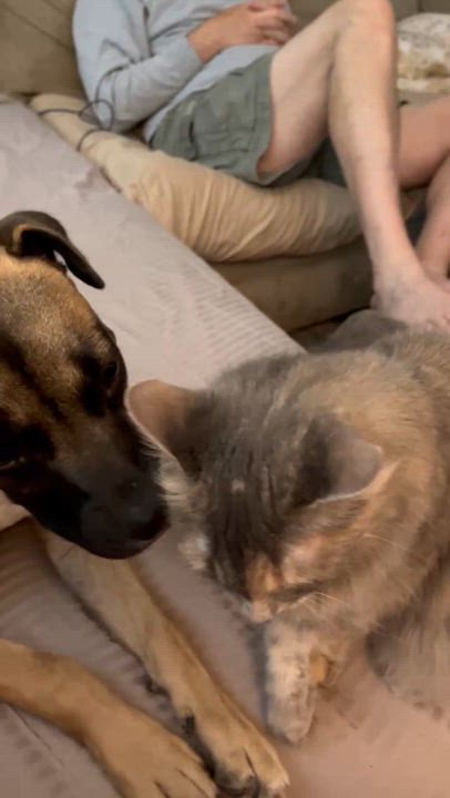 Enlarge Dana, a ADOPTABLE mixed breed in Cumming, GA video 4/6
