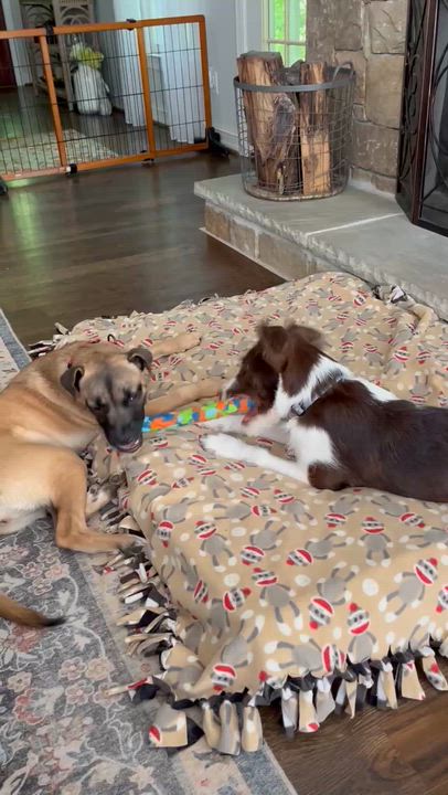 Enlarge Dana, a ADOPTABLE mixed breed in Cumming, GA video 6/6