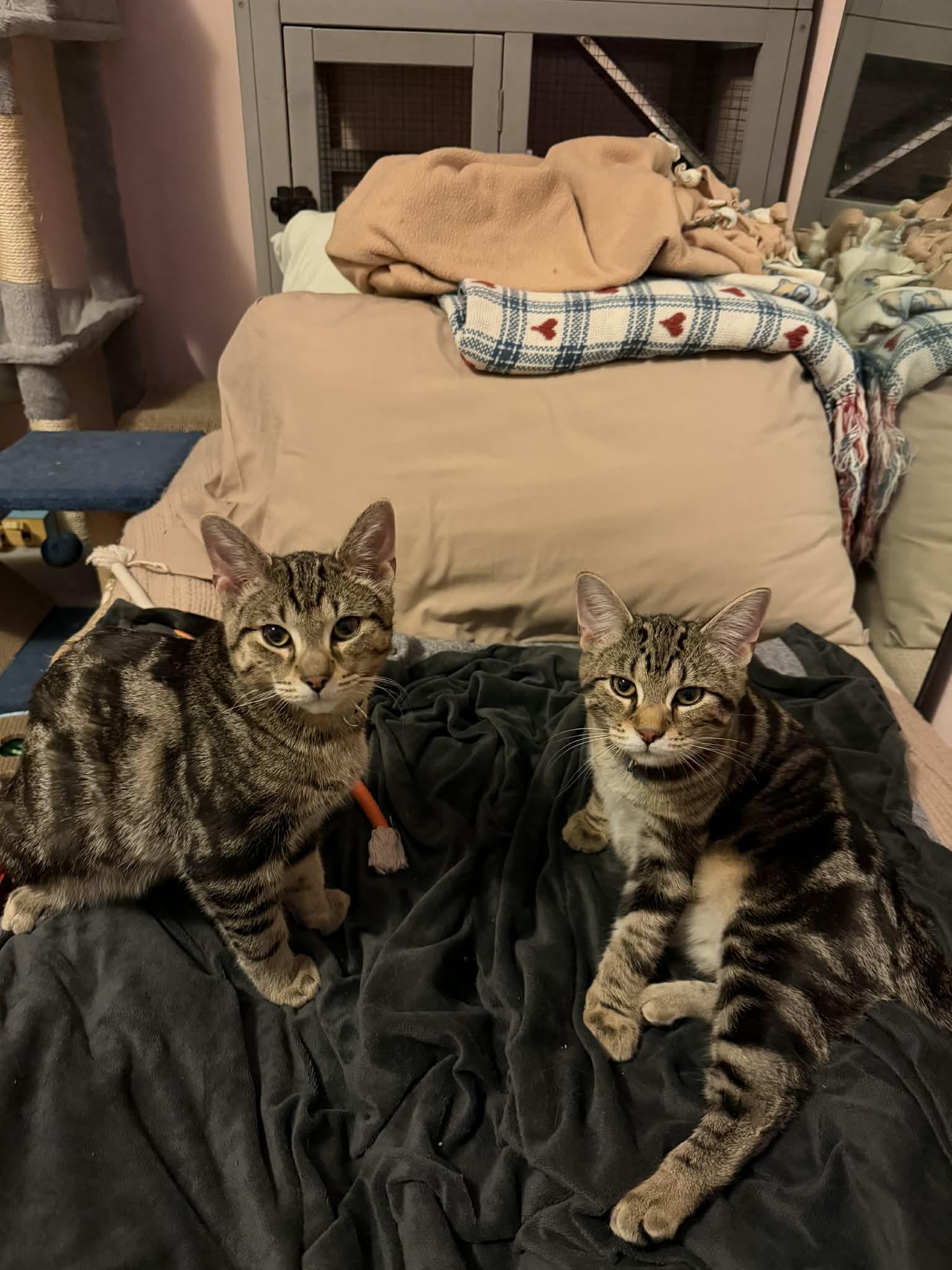 Jasper and Milo, ADOPTABLE, Young Male Domestic Short Hair.