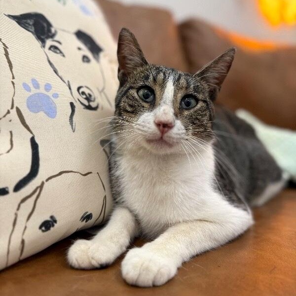 Noodles Newman — thumbnail 3