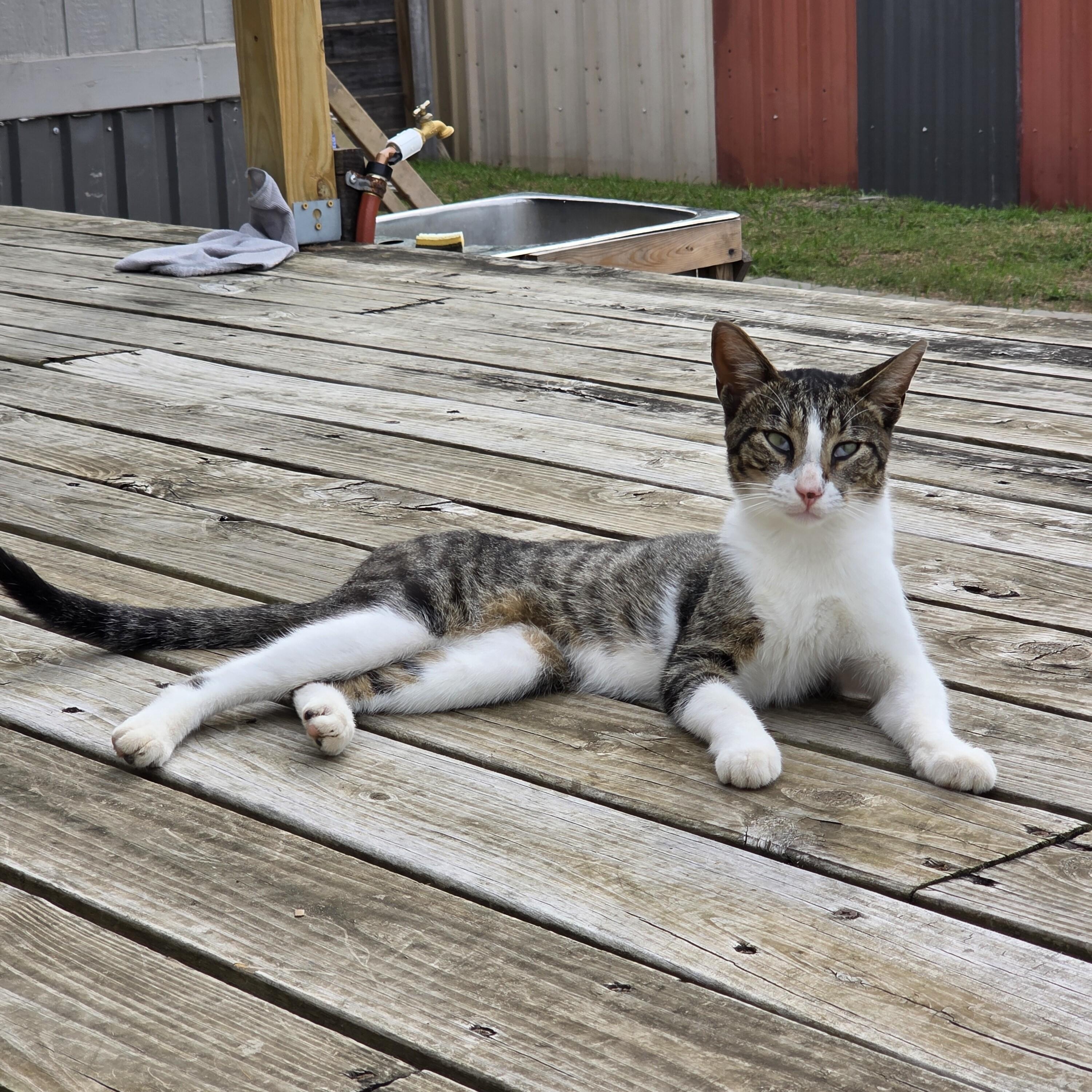 Noodles Newman — thumbnail 5