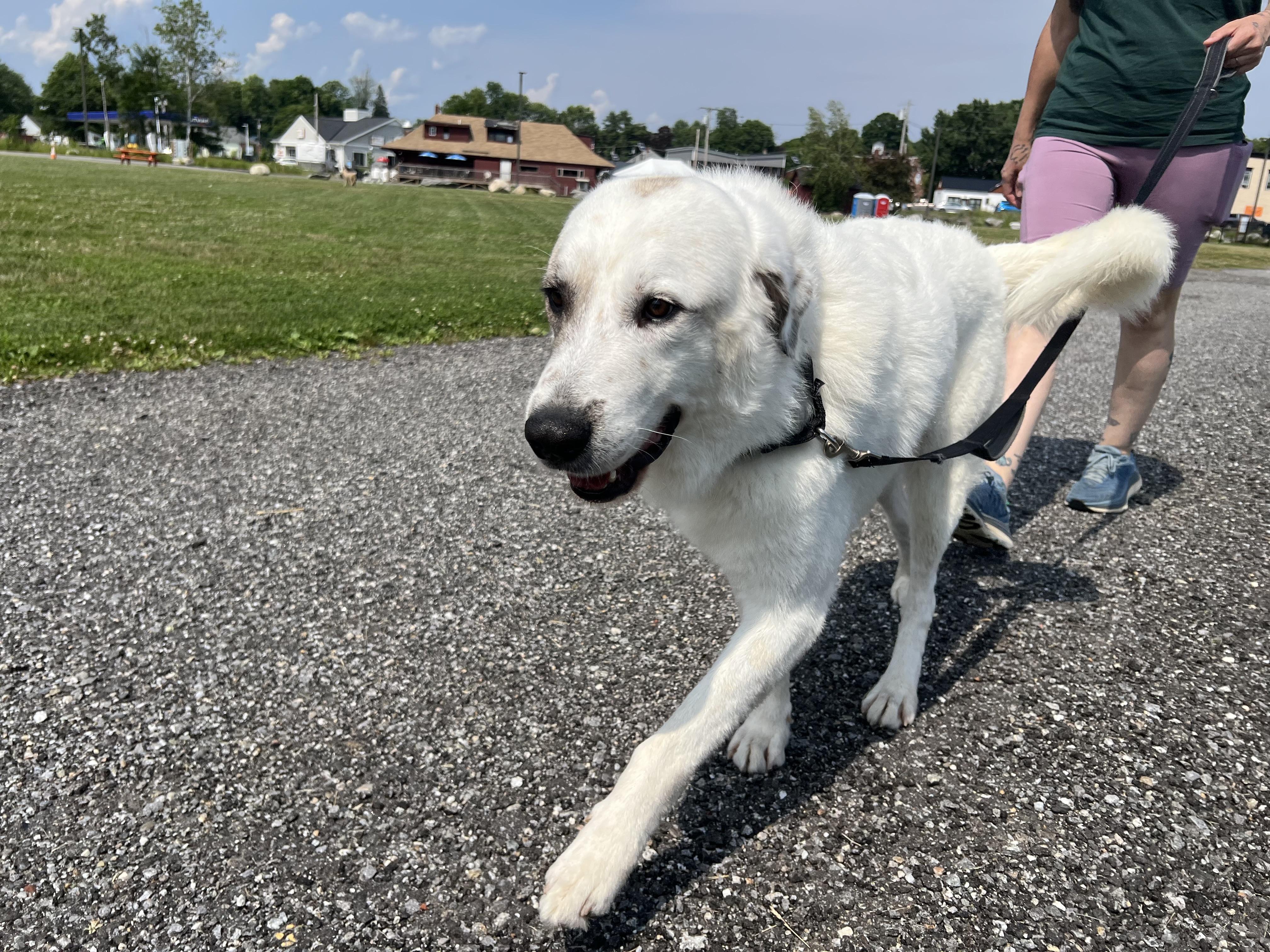 Connor, a ADOPTABLE mixed breed in Bowdoin, ME image 4/6