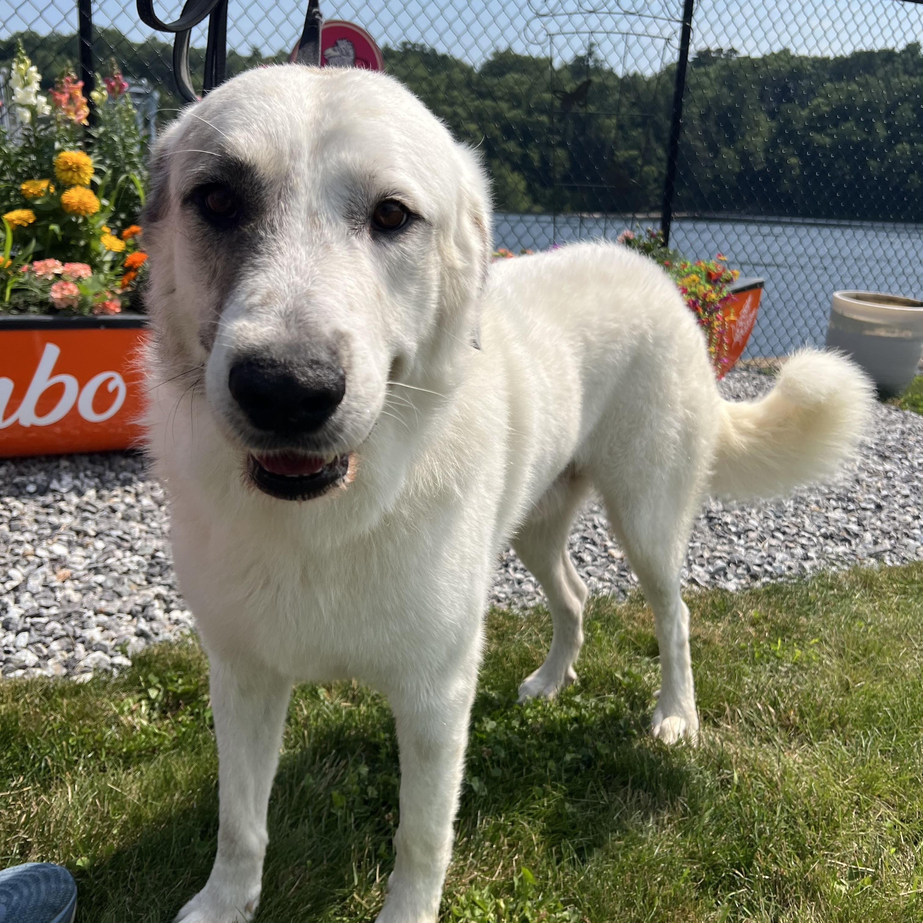 Connor, ADOPTABLE, Adult Male Great Pyrenees & Anatolian Shepherd.