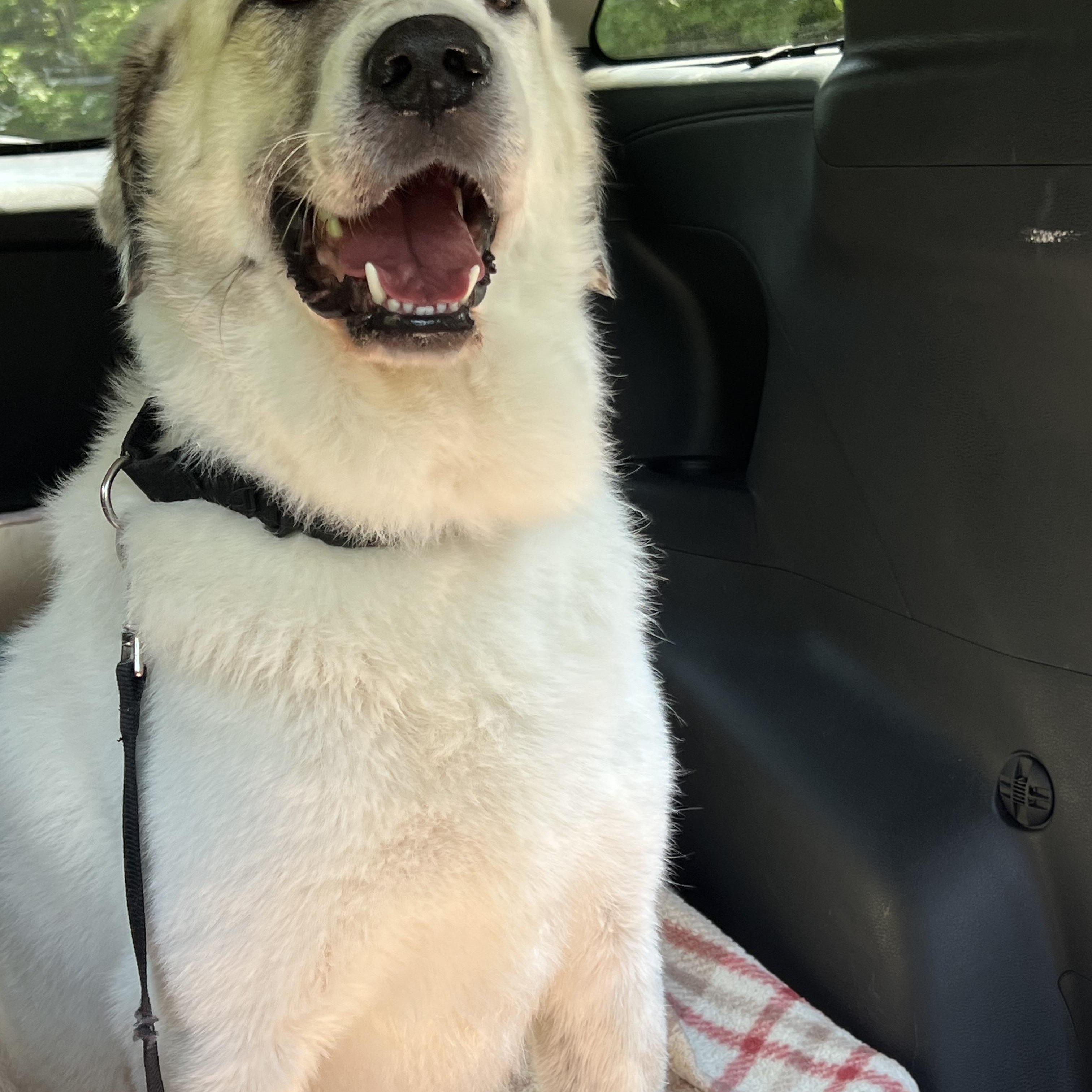 Connor, a ADOPTABLE mixed breed in Bowdoin, ME image 2/6