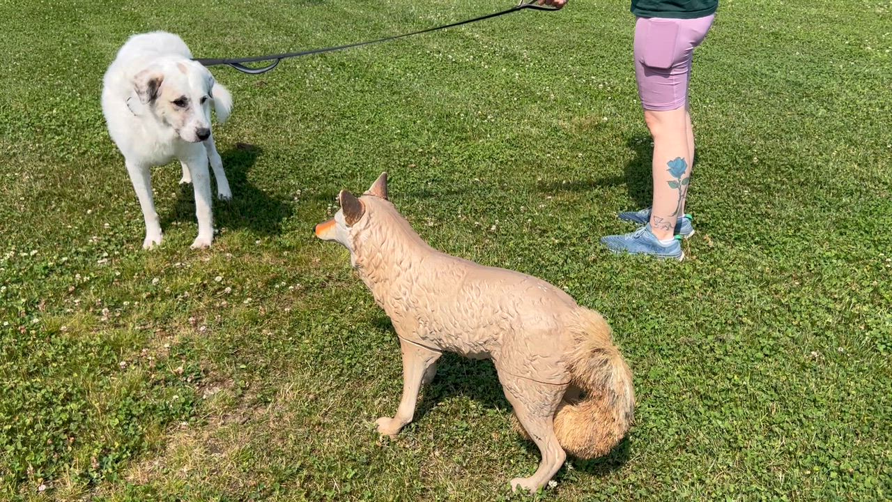 Enlarge Connor, a ADOPTABLE mixed breed in Bowdoin, ME video 5/6