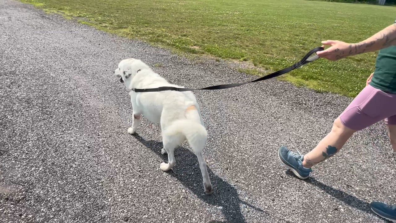 Enlarge Connor, a ADOPTABLE mixed breed in Bowdoin, ME video 6/6