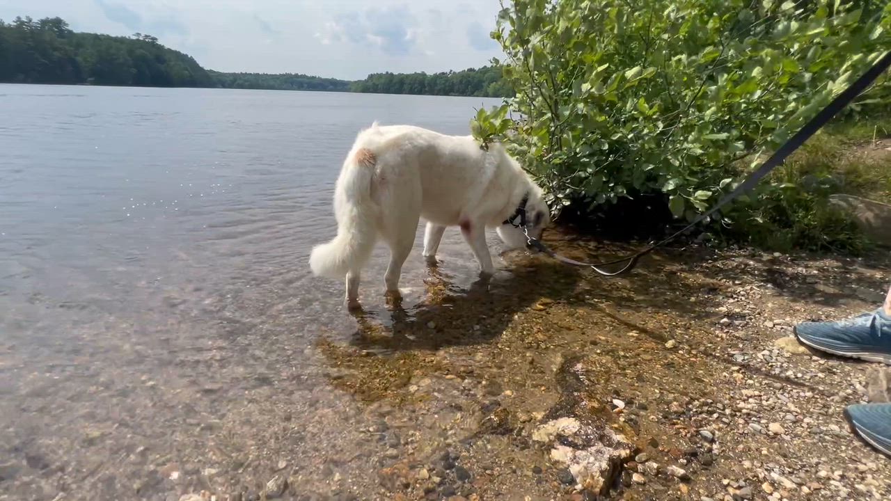 Enlarge Connor, a ADOPTABLE mixed breed in Bowdoin, ME video 3/6