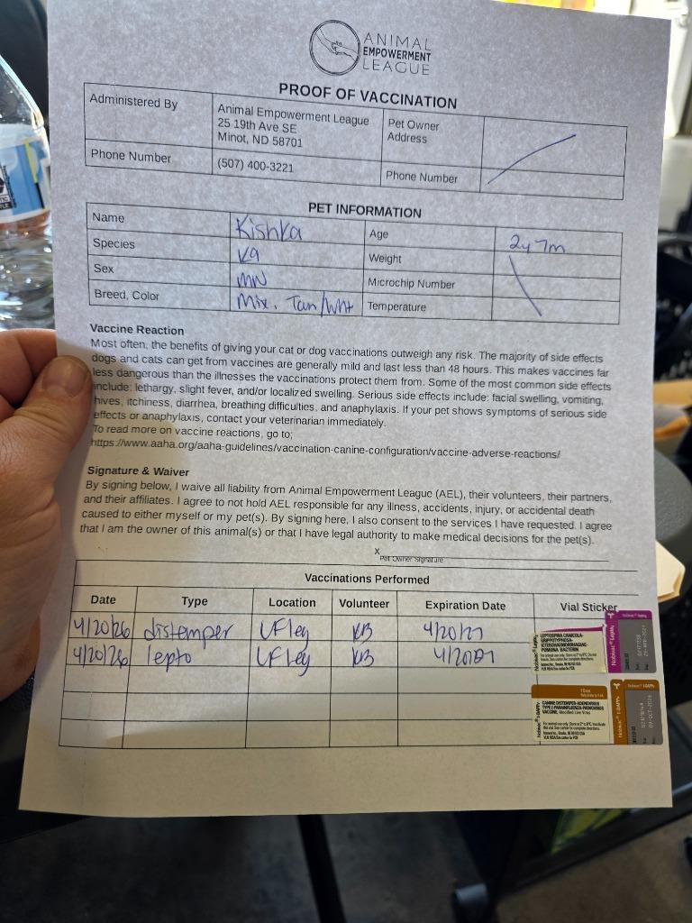 Enlarge Kishka 26-06333, a Adoptable mixed breed in Minot, ND image 1/4