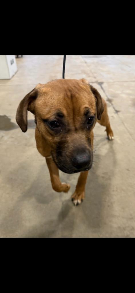 Enlarge Kishka 26-06333, a Adoptable mixed breed in Minot, ND image 2/4