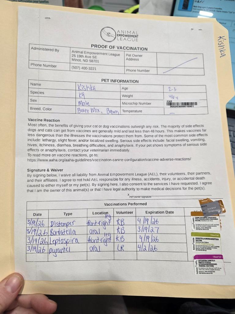 Enlarge Kishka 26-06333, a Adoptable mixed breed in Minot, ND image 3/4