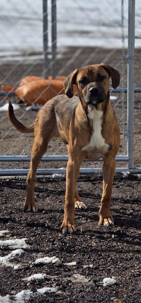 Enlarge Kishka 26-06333, a Adoptable mixed breed in Minot, ND image 4/4