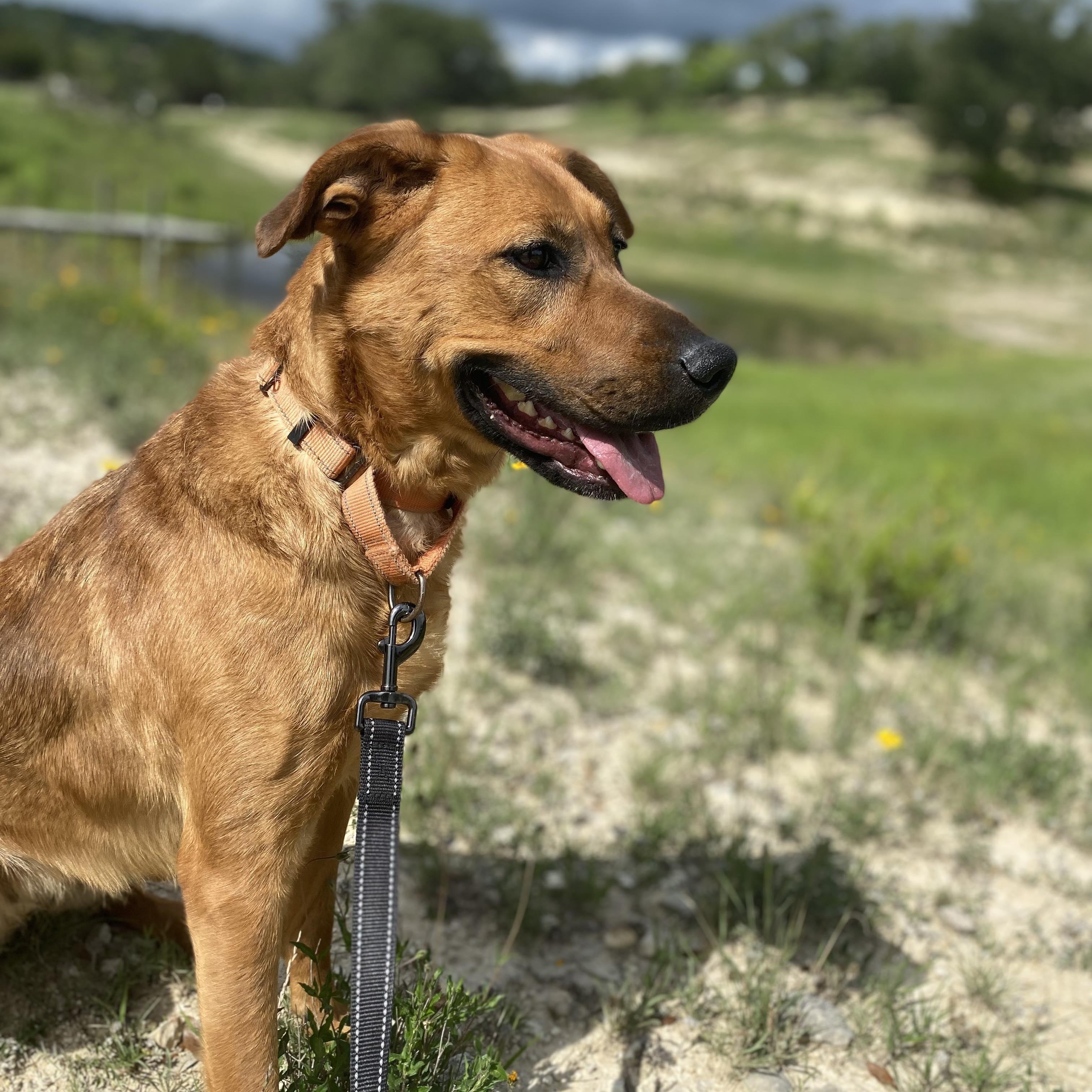 Dale, a Adoptable mixed breed in Center Point, TX image 3/4