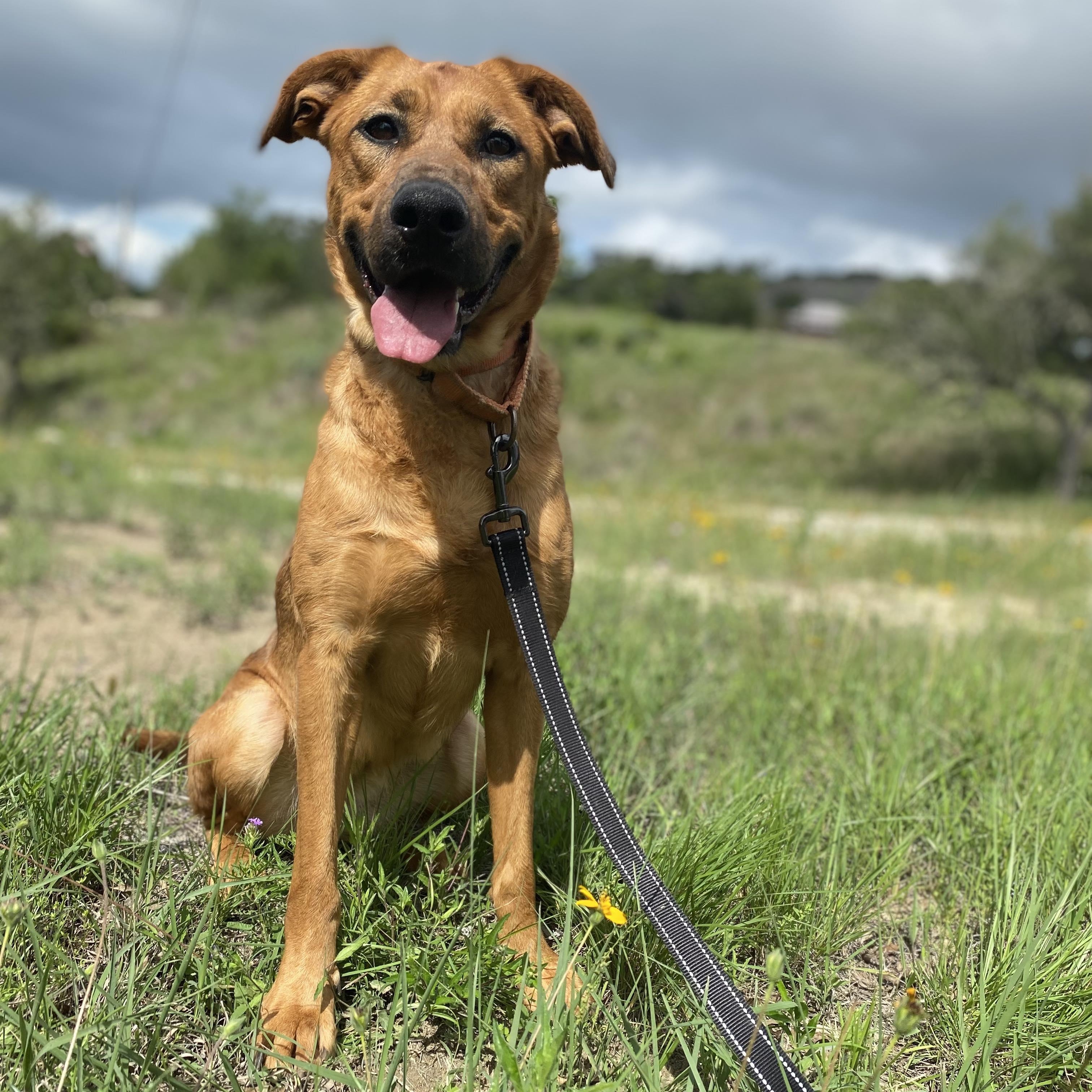Dale, a Adoptable mixed breed in Center Point, TX image 4/4