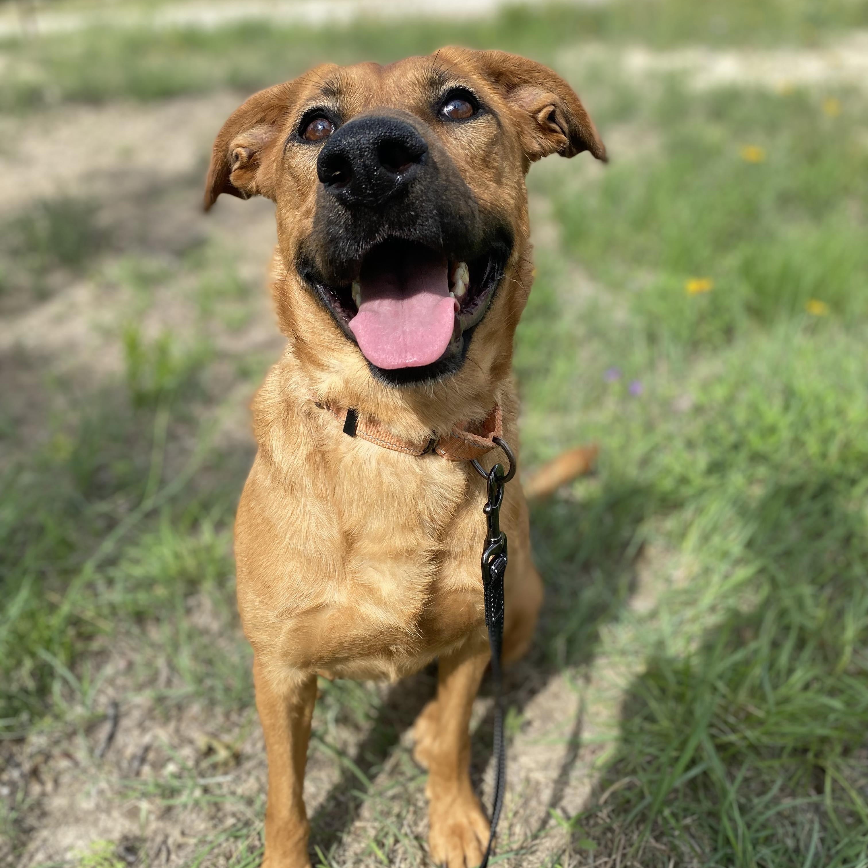 Dale, a Adoptable mixed breed in Center Point, TX image 2/4