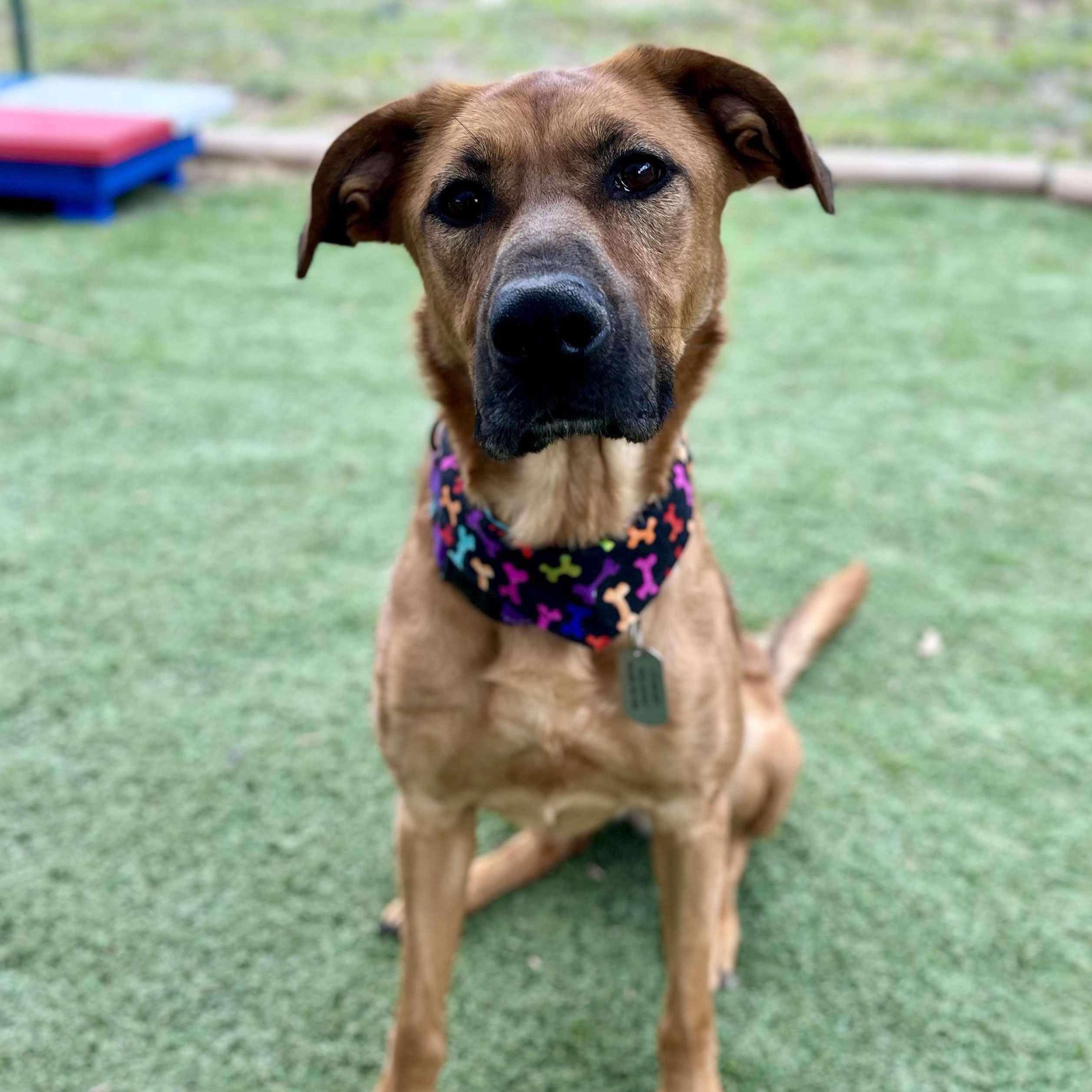 Dale, Adoptable, Adult Female Shepherd.