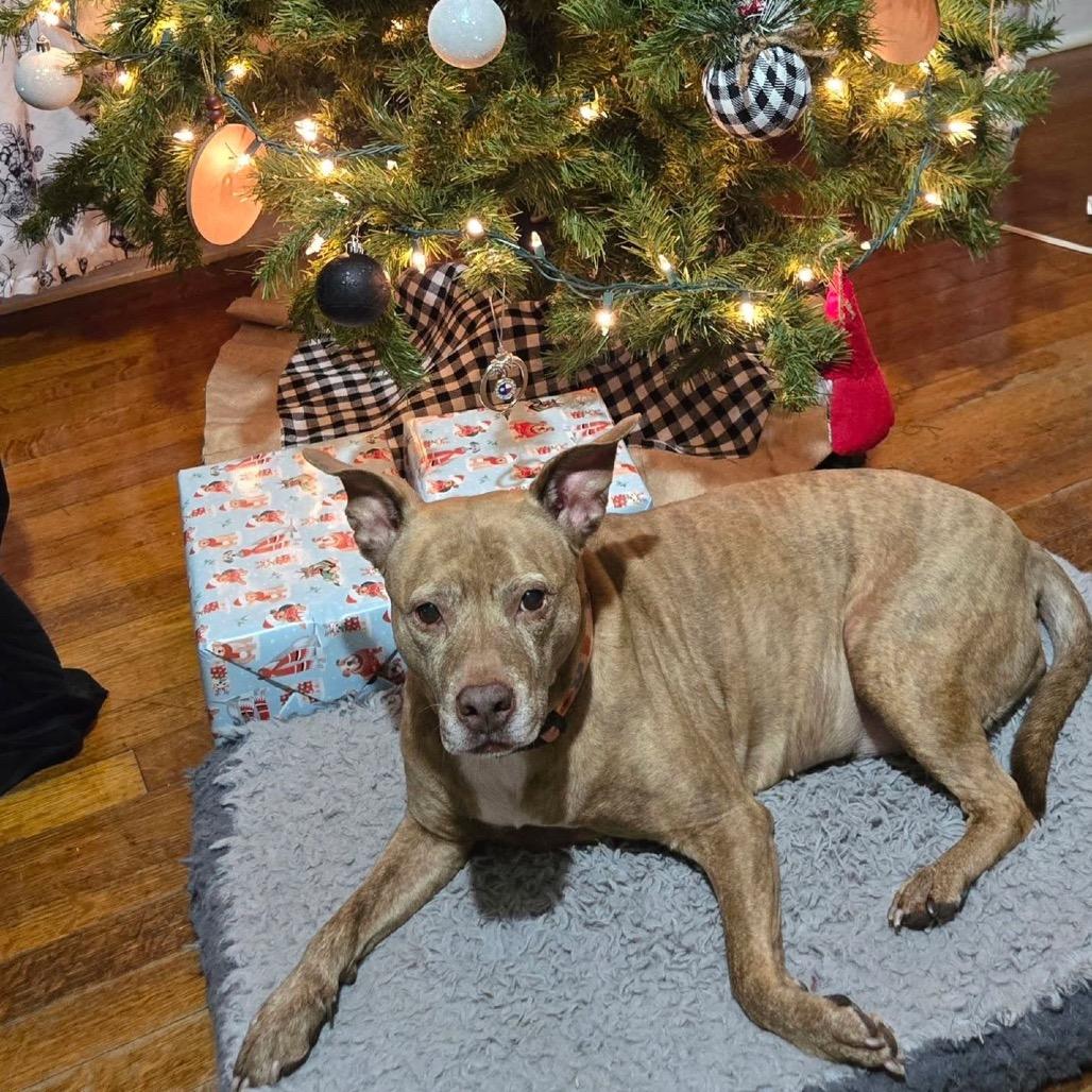 Enlarge Molly, a Adoptable American Staffordshire Terrier in Lake Jackson, TX image 1/2