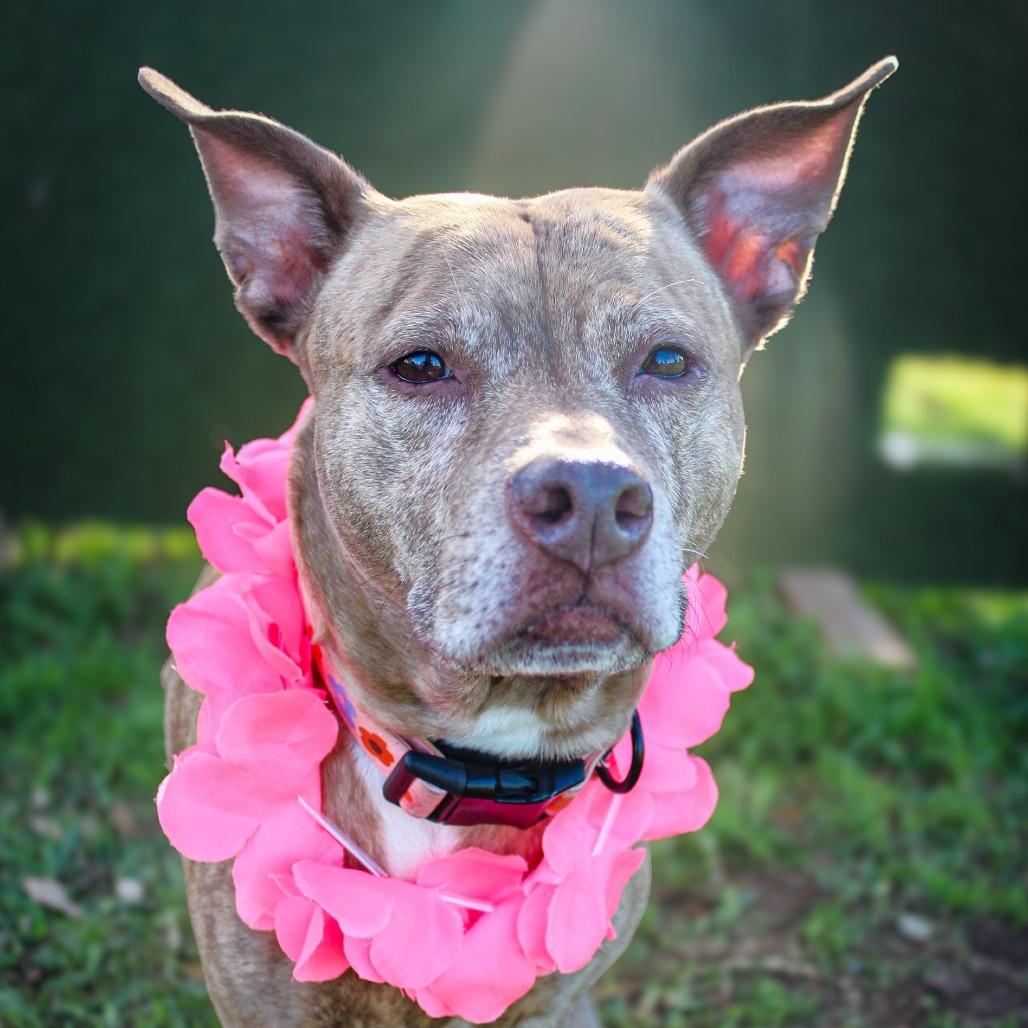Enlarge Molly, a Adoptable American Staffordshire Terrier in Lake Jackson, TX image 2/2