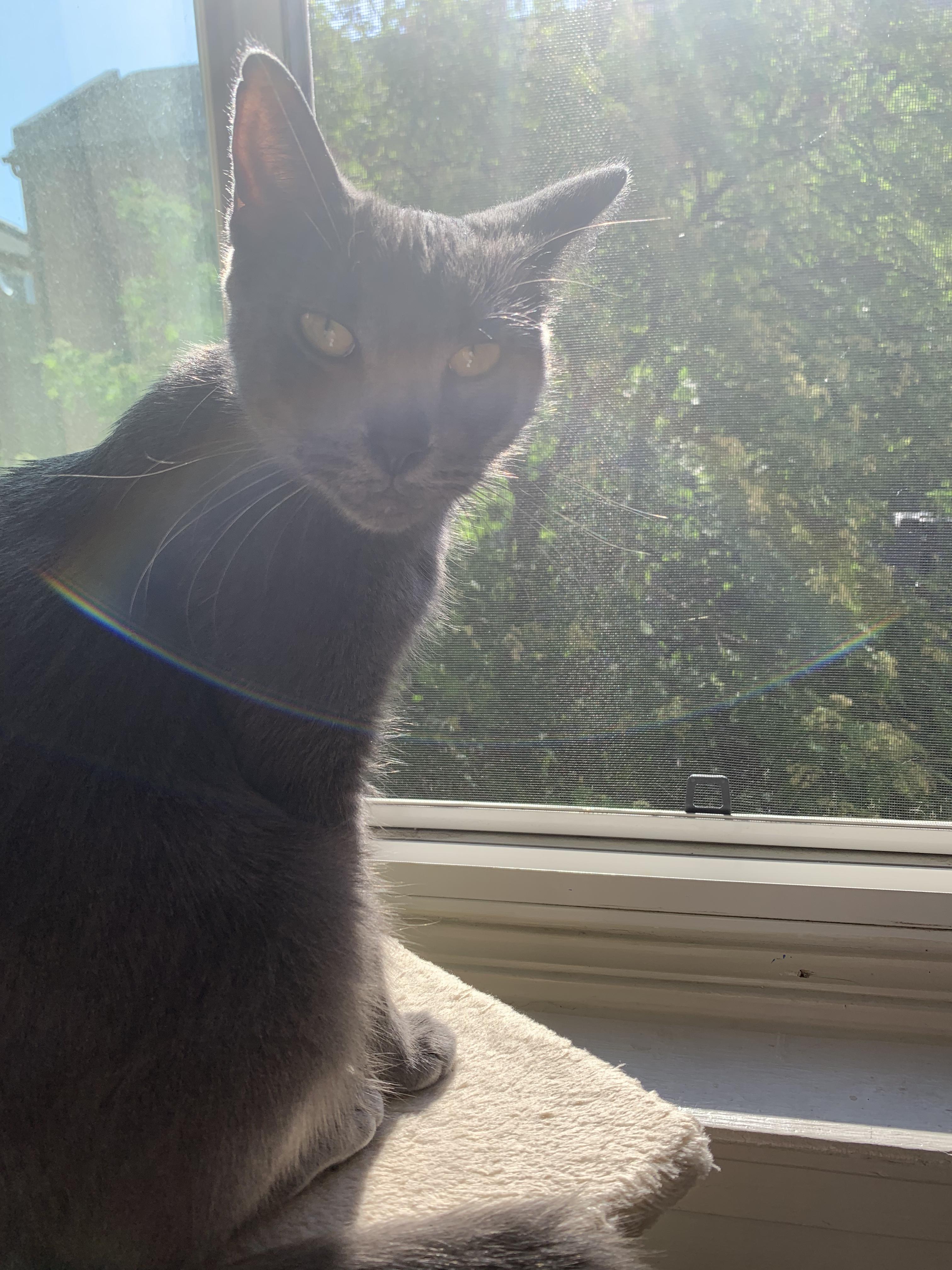 Enlarge Smokey, an adoptable Domestic Short Hair in Hamilton, ON image 3/3