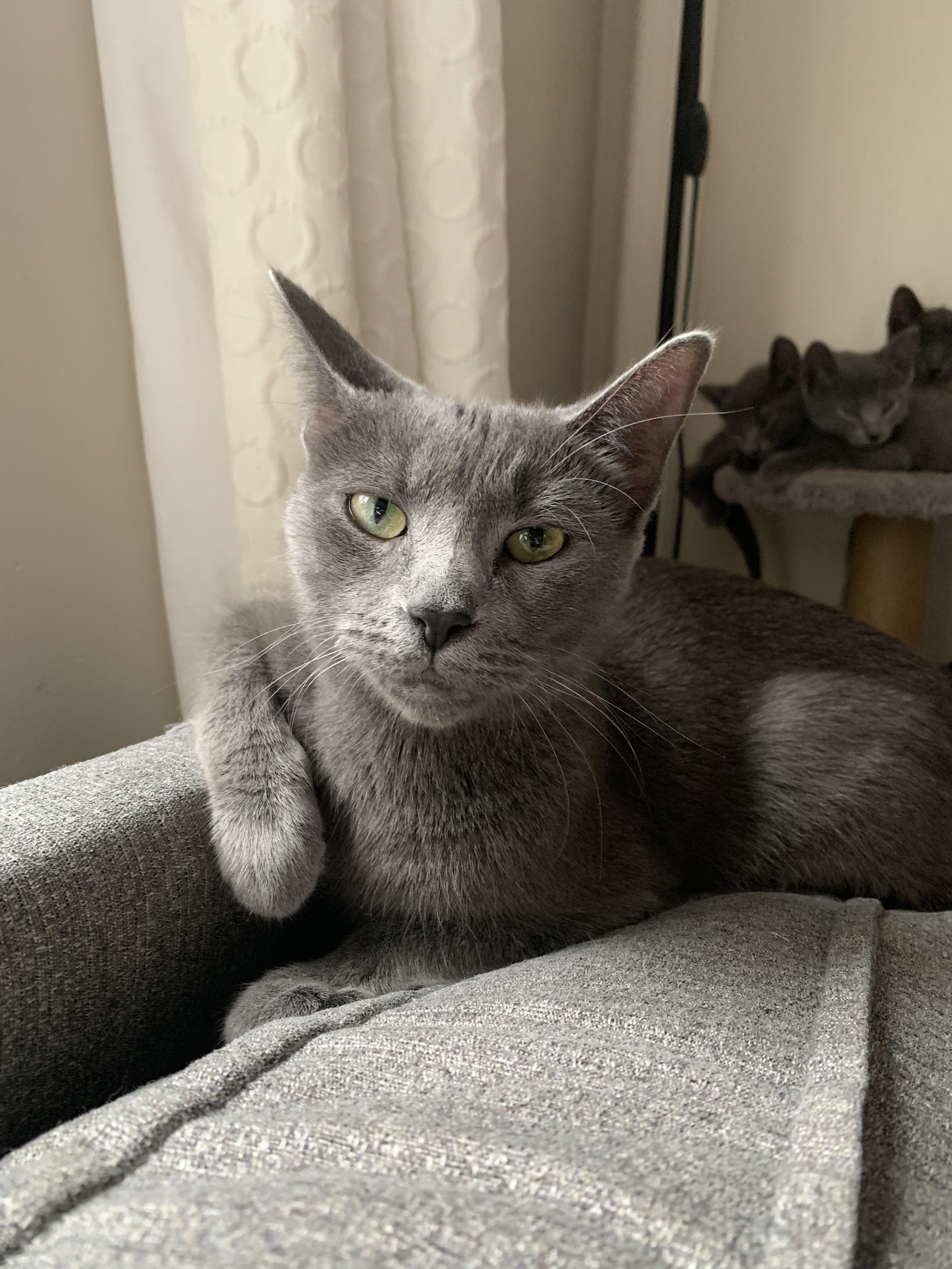 Smokey, adoptable, Adult Female Domestic Short Hair.