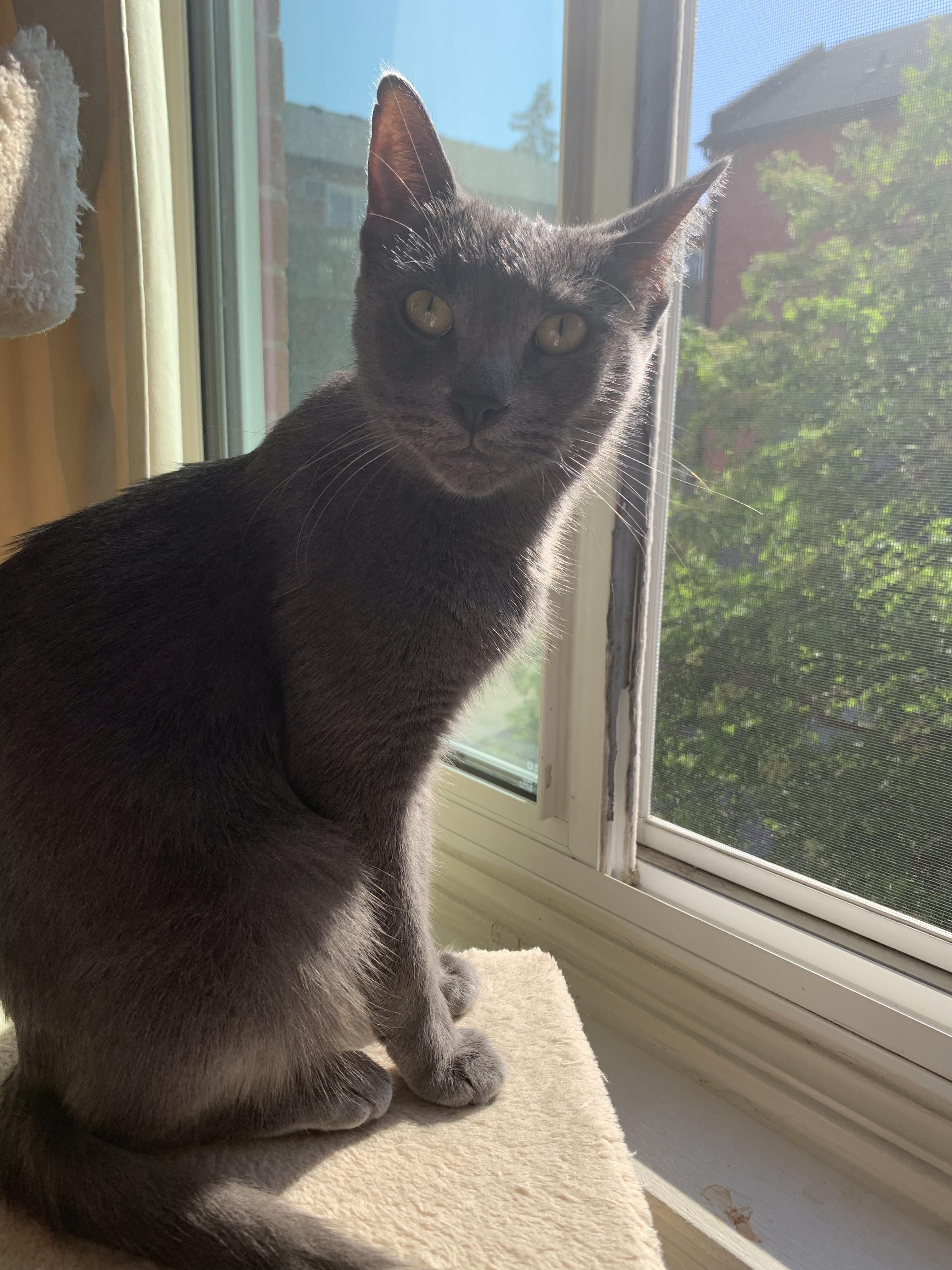 Enlarge Smokey, an adoptable Domestic Short Hair in Hamilton, ON image 2/3