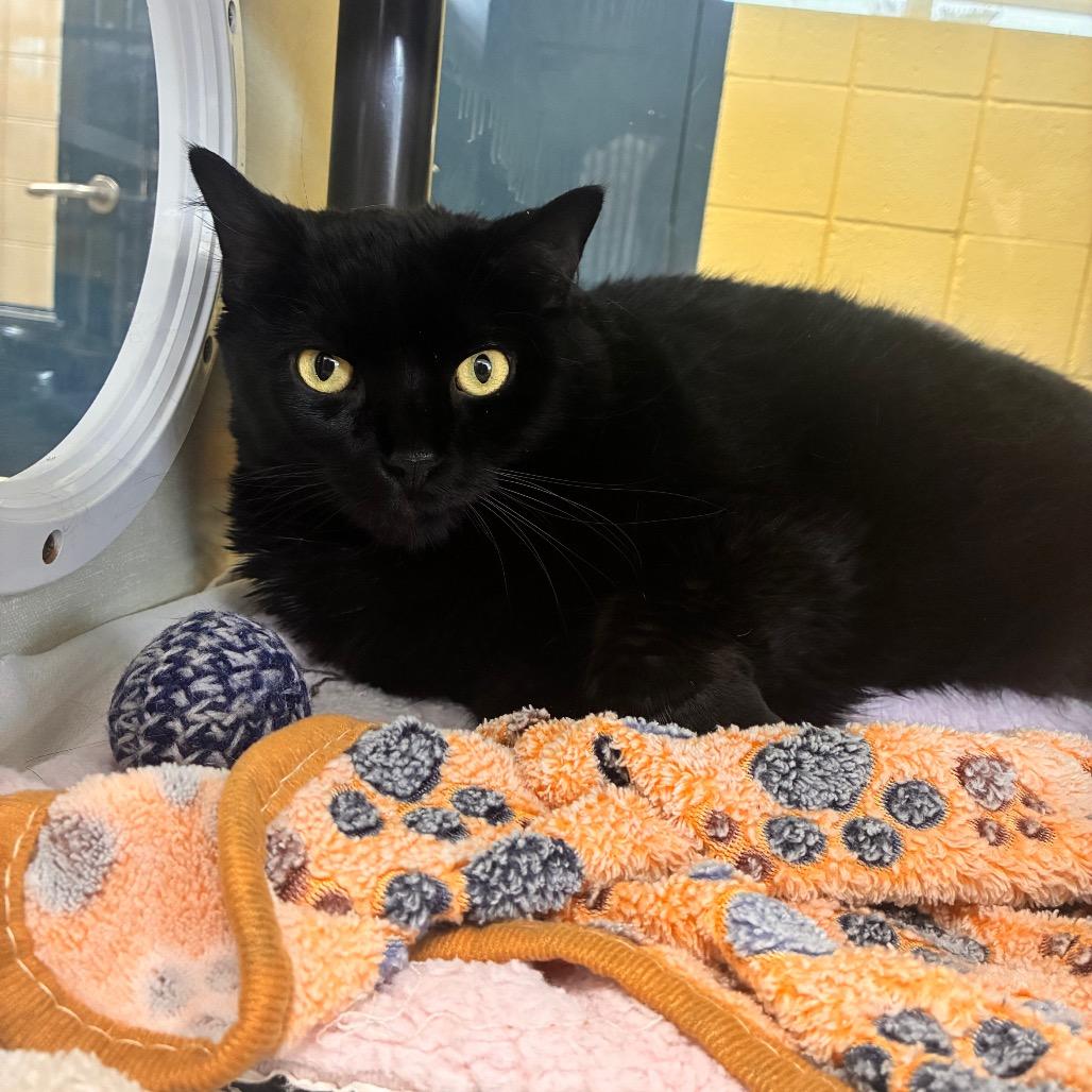 Enlarge Jessy Jane, a Adoptable Domestic Short Hair in West Olive, MI image 1/6