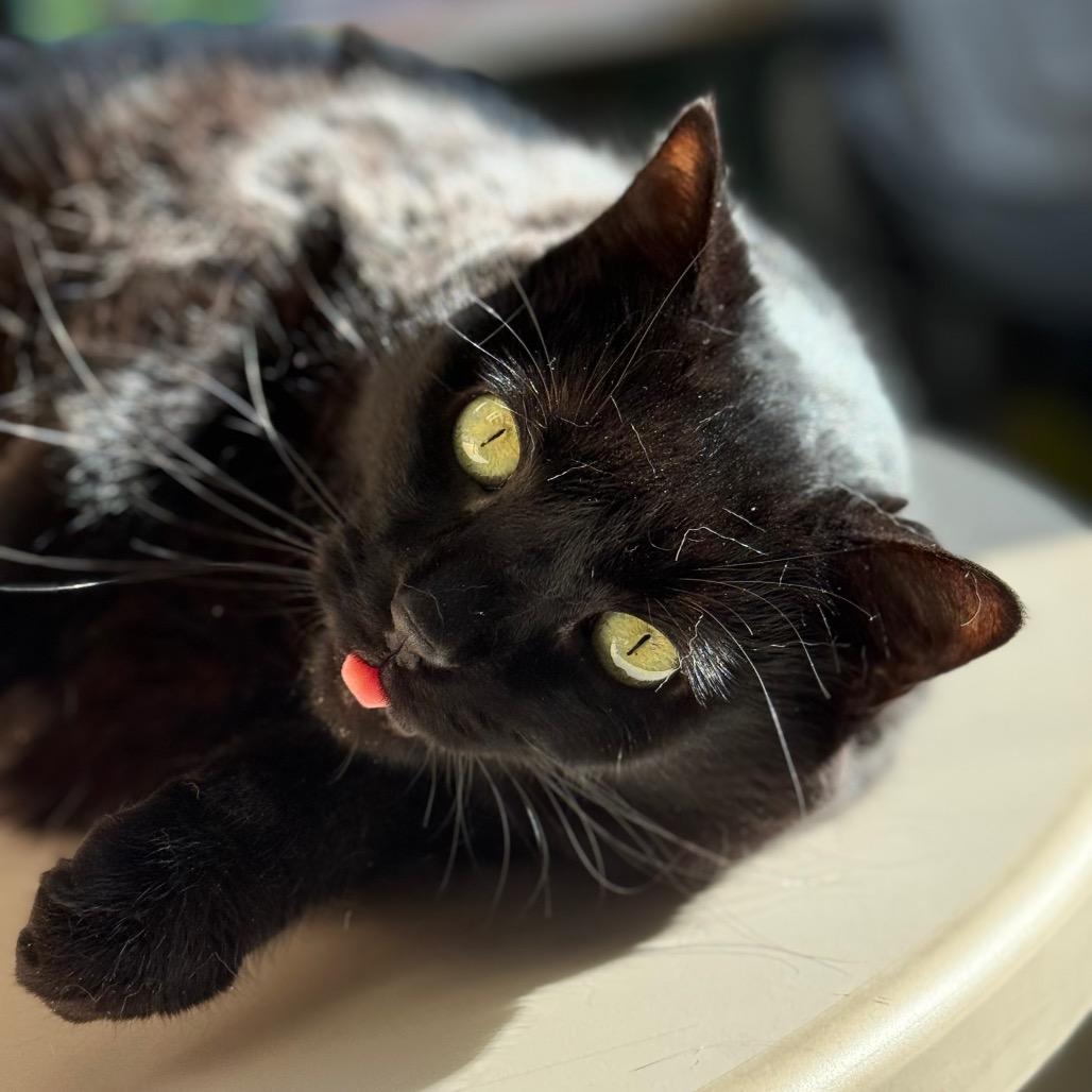 Enlarge Jessy Jane, a Adoptable Domestic Short Hair in West Olive, MI image 1/6