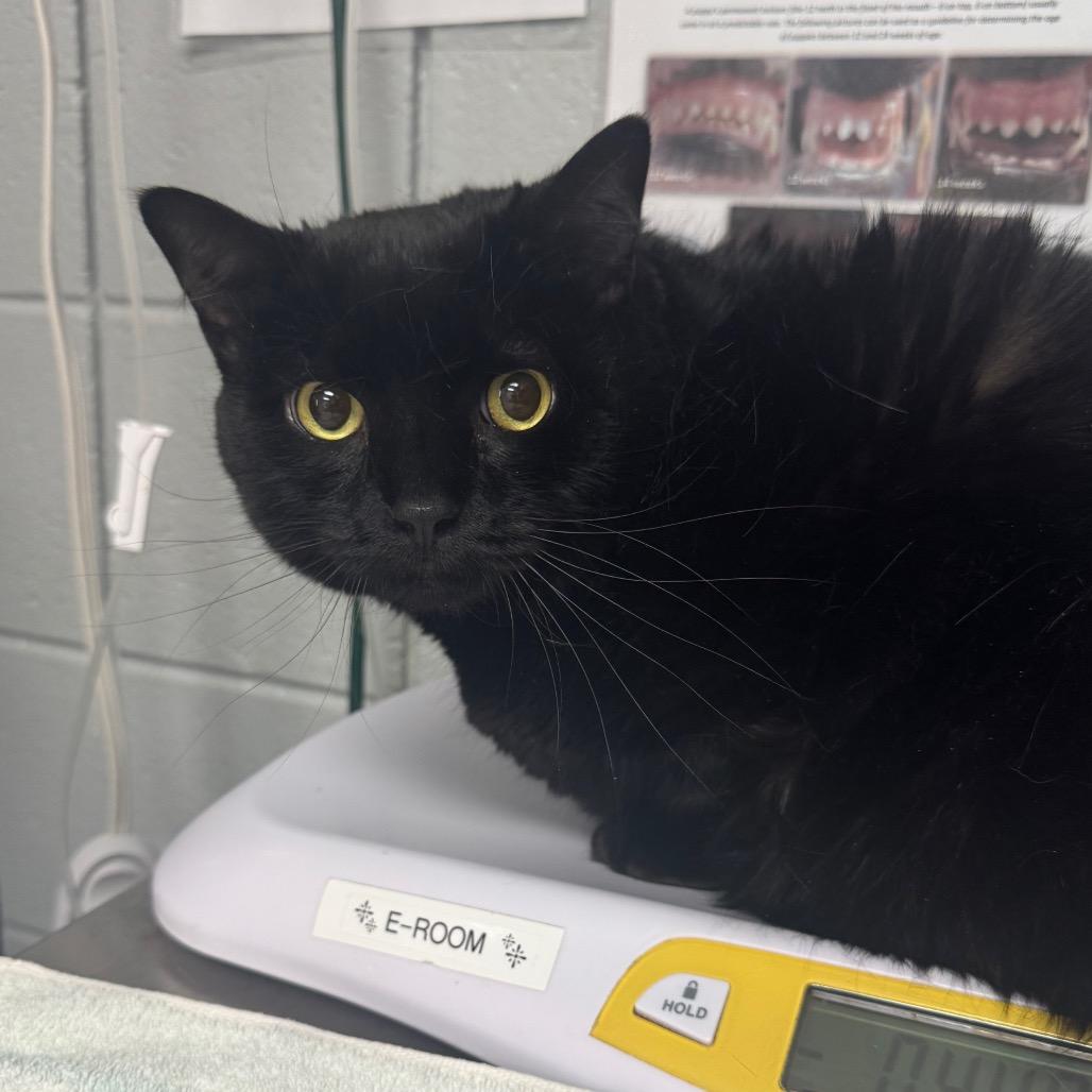 Enlarge Jessy Jane, a Adoptable Domestic Short Hair in West Olive, MI image 1/6