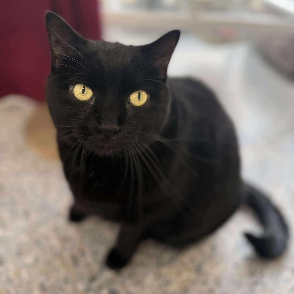 Enlarge Jessy Jane, a Adoptable Domestic Short Hair in West Olive, MI image 3/6