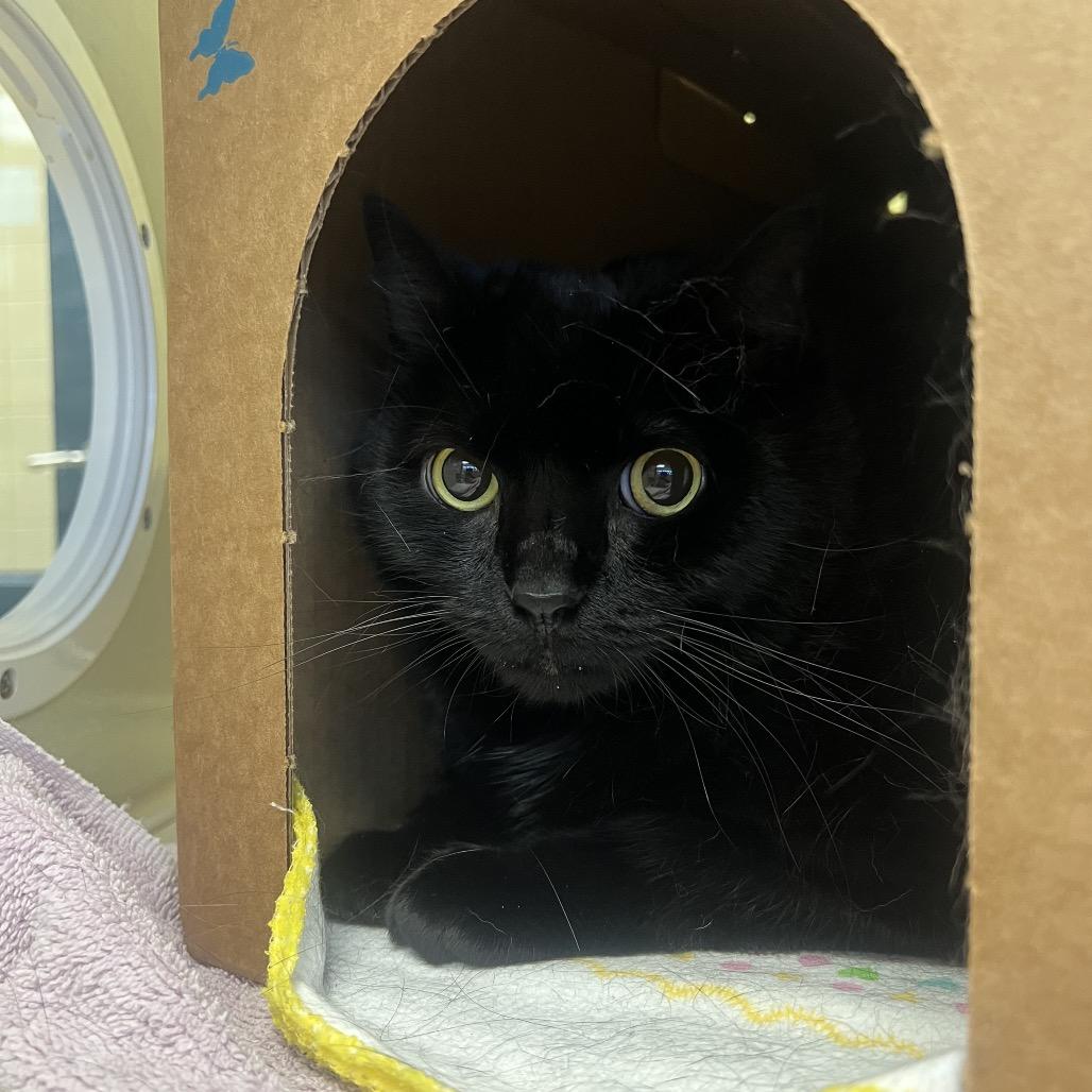 Enlarge Jessy Jane, a Adoptable Domestic Short Hair in West Olive, MI image 2/6