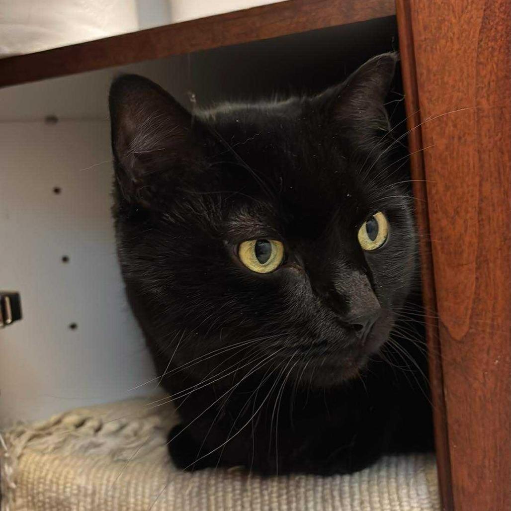 Enlarge Jessy Jane, a Adoptable Domestic Short Hair in West Olive, MI image 4/6