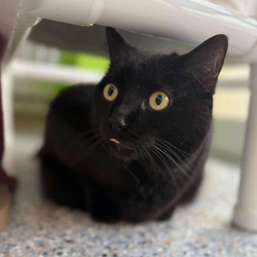 Enlarge Jessy Jane, a Adoptable Domestic Short Hair in West Olive, MI image 4/6