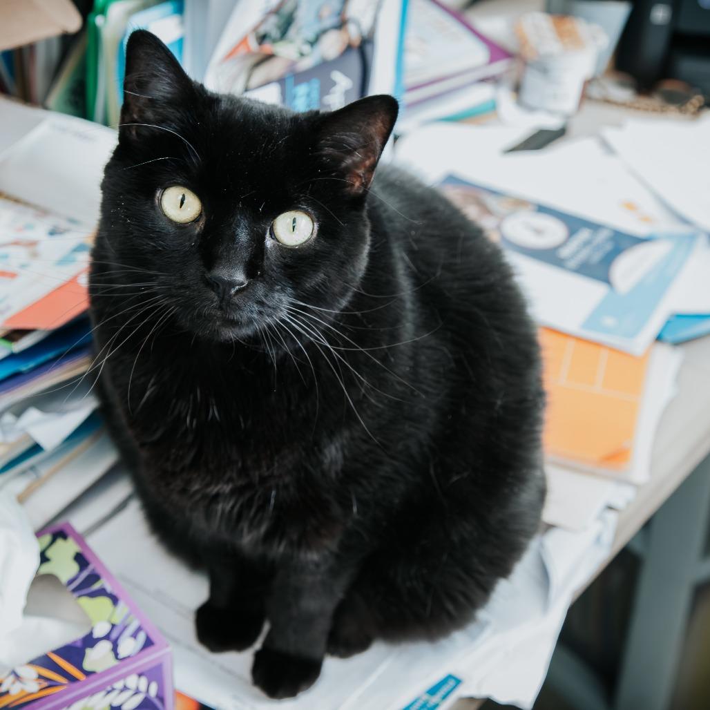 Enlarge Jessy Jane, a Adoptable Domestic Short Hair in West Olive, MI image 4/6