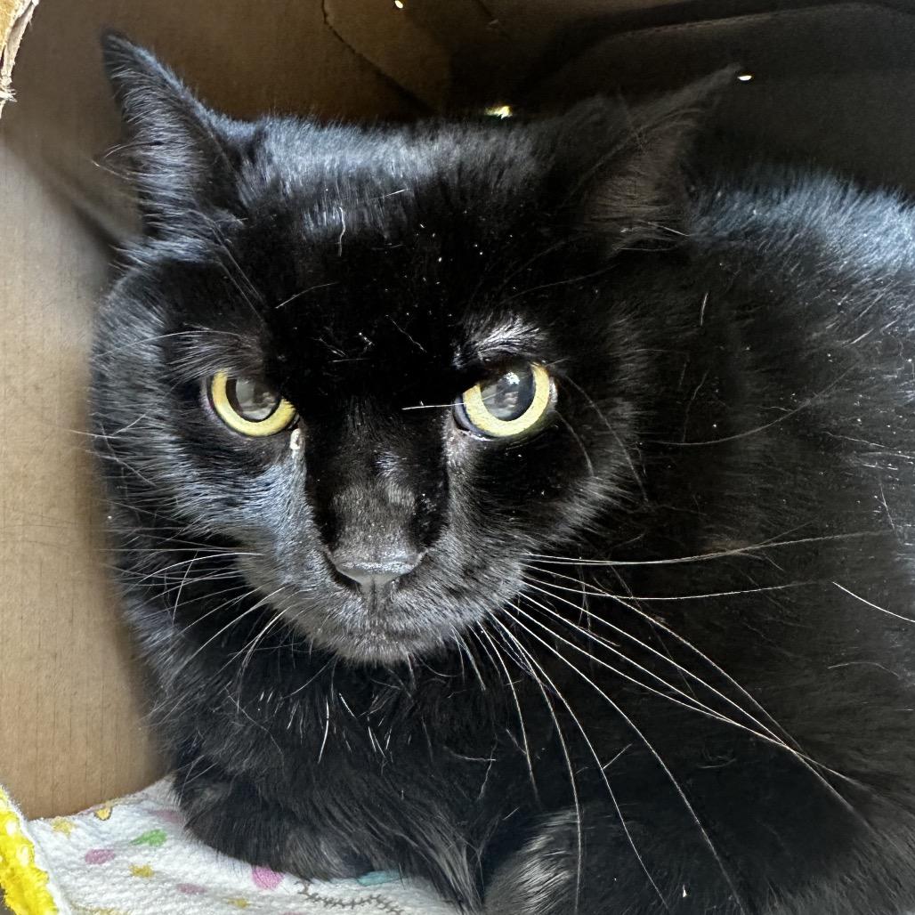 Enlarge Jessy Jane, a Adoptable Domestic Short Hair in West Olive, MI image 5/6