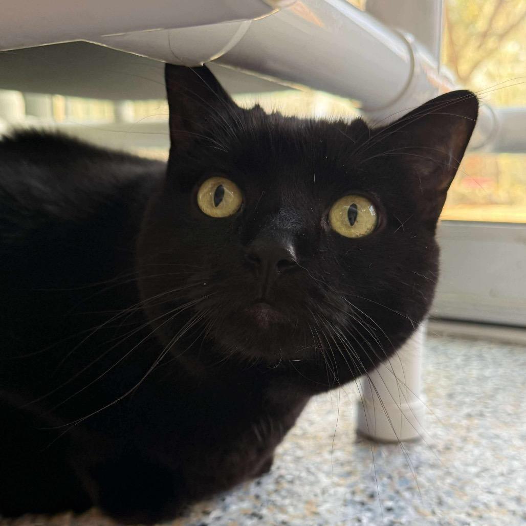 Enlarge Jessy Jane, a Adoptable Domestic Short Hair in West Olive, MI image 5/6