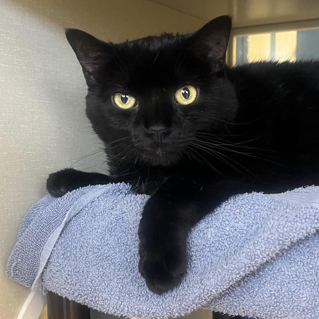 Enlarge Jessy Jane, a Adoptable Domestic Short Hair in West Olive, MI image 6/6