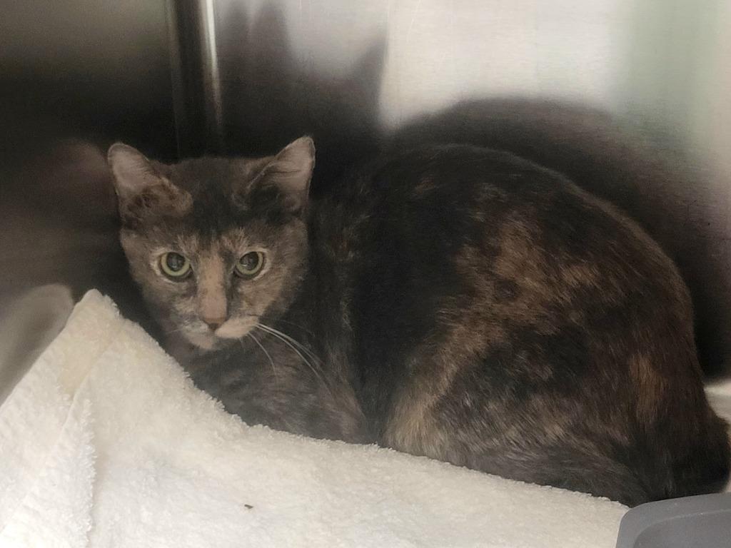 SARAH, Adoptable, Young Female Domestic Short Hair.