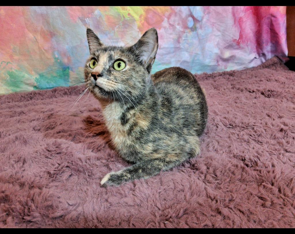 Enlarge SARAH, a Adoptable mixed breed in Wintersville, OH image 2/3