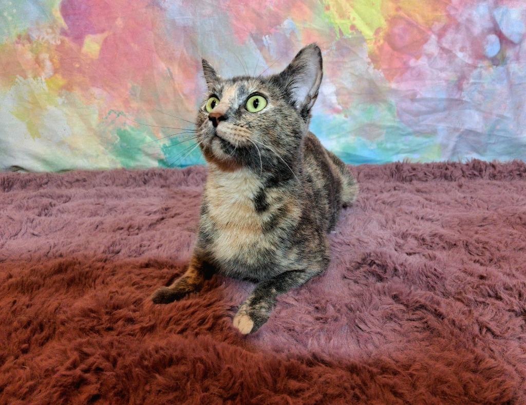 Enlarge SARAH, a Adoptable mixed breed in Wintersville, OH image 3/3