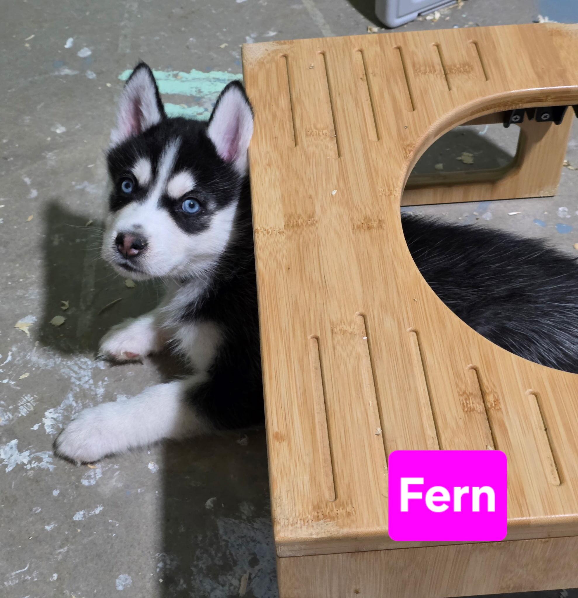 Enlarge Fern, a Adopted Siberian Husky in Cottonwood Heights, UT image 1/6
