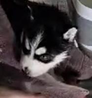 Enlarge Fern, a Adopted Siberian Husky in Cottonwood Heights, UT image 3/6