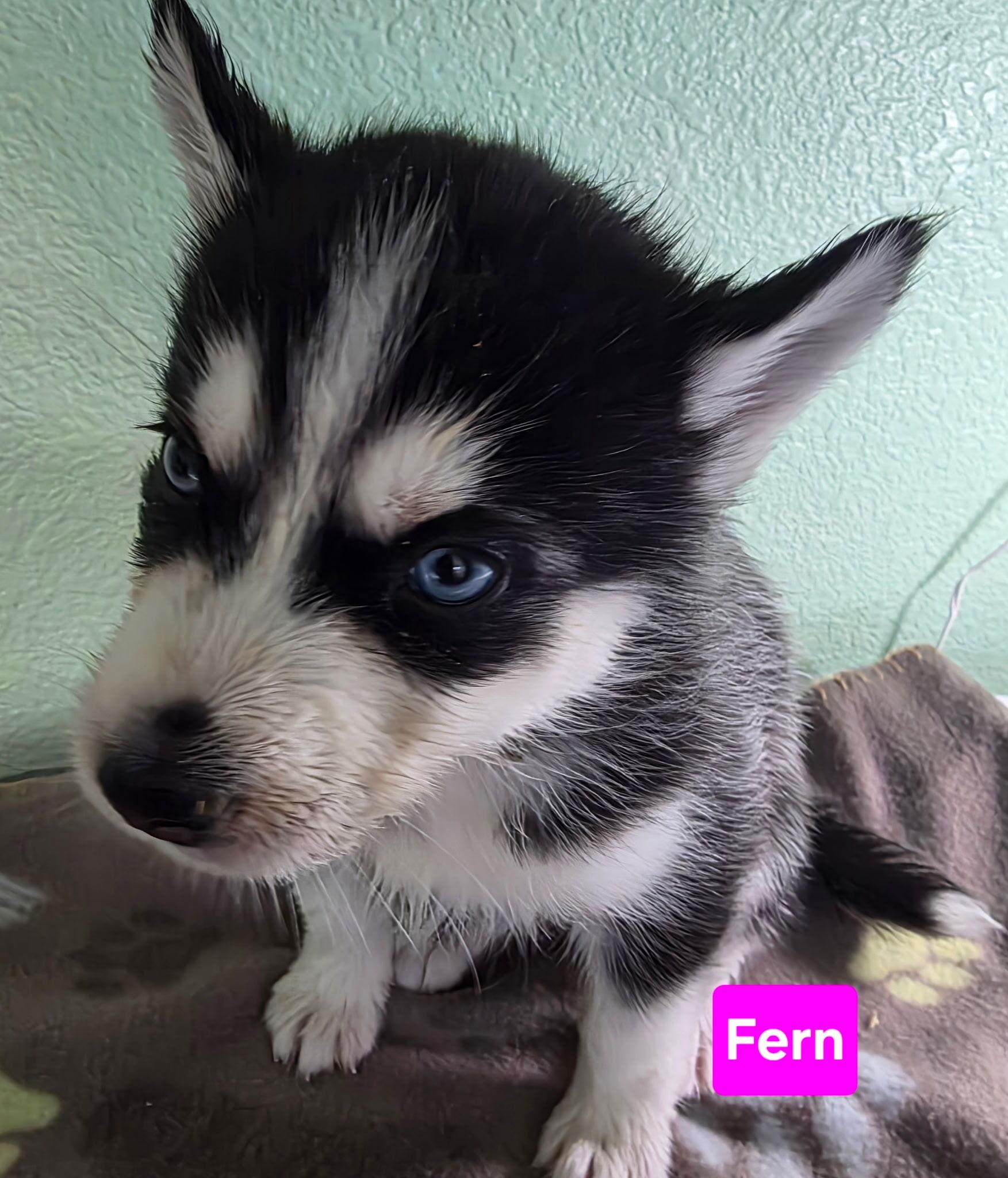 Enlarge Fern, a Adopted Siberian Husky in Cottonwood Heights, UT image 4/6