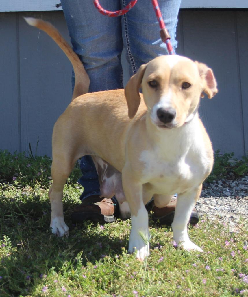 Daphne, Adoptable, Adult Female Basset Hound & Mixed Breed.
